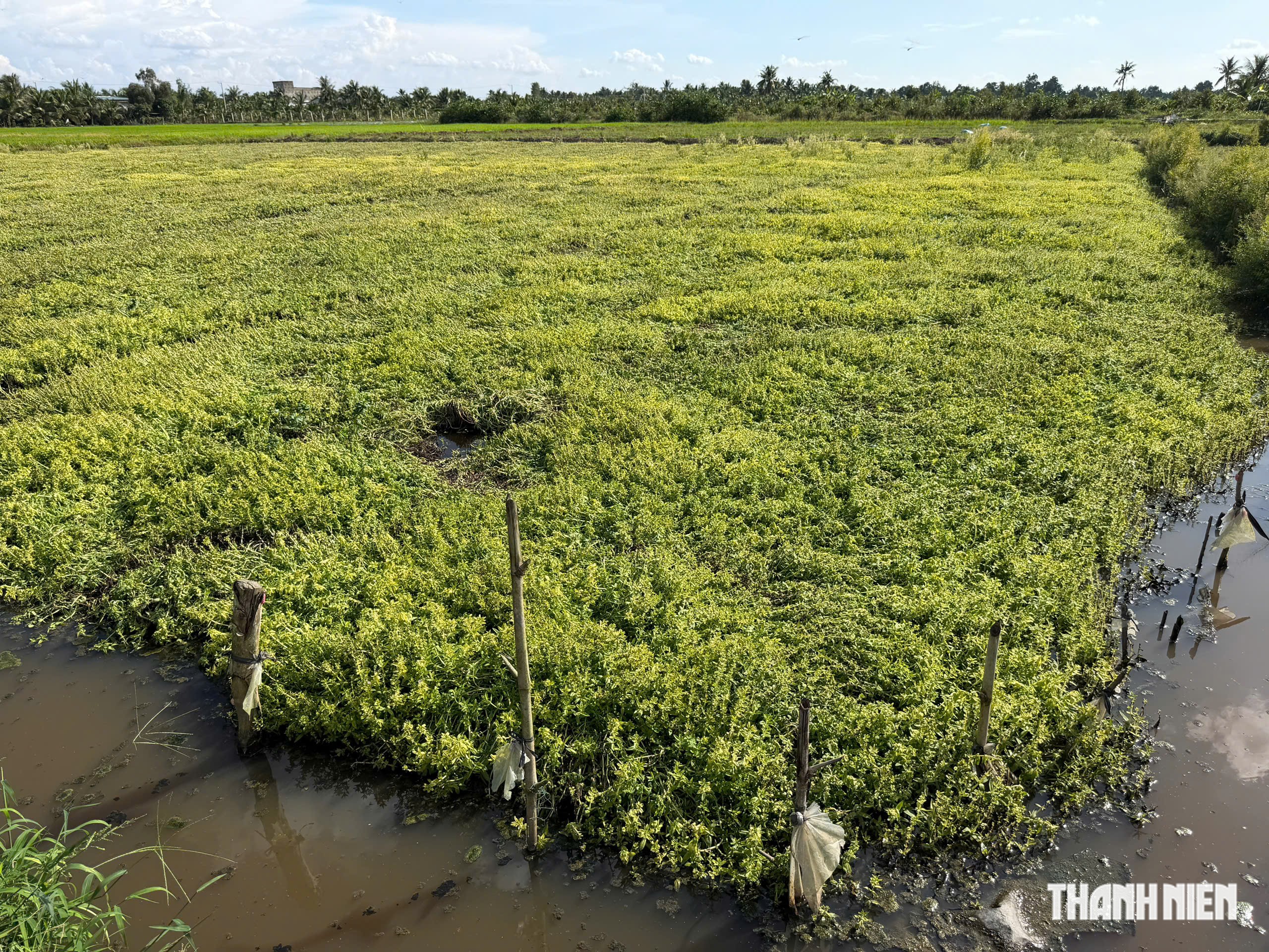 Vụ rau màu chết bất thường ở Đồng Tháp: Nông dân chật vật chuẩn bị vụ mới - Ảnh 4.