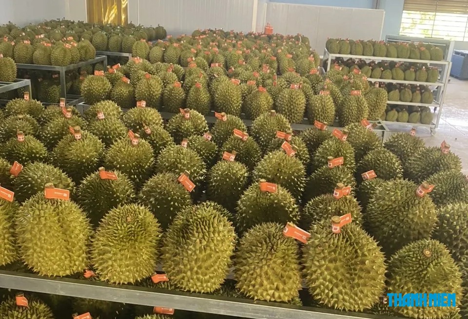 Hải quan khẩn cấp chỉ đạo hỗ trợ thông quan sầu riêng - Ảnh 1.