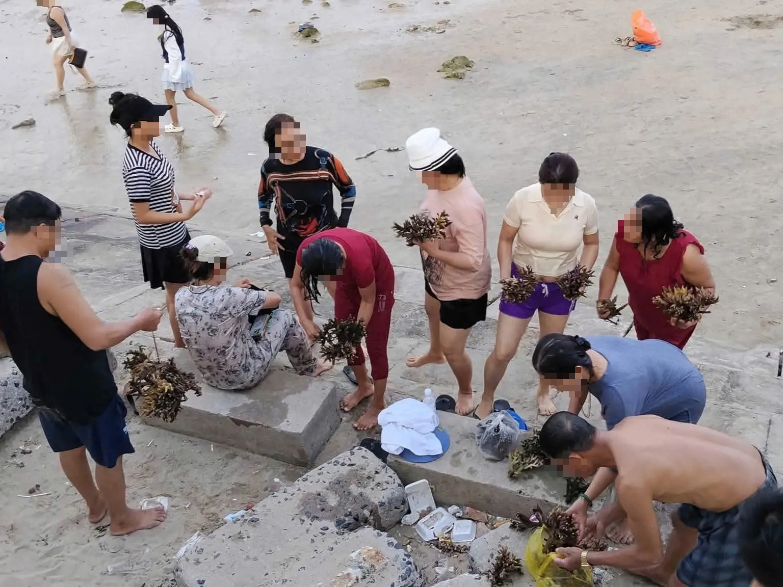 Xác minh vụ nhóm người bẻ san hô ở Nha Trang- Ảnh 1.
