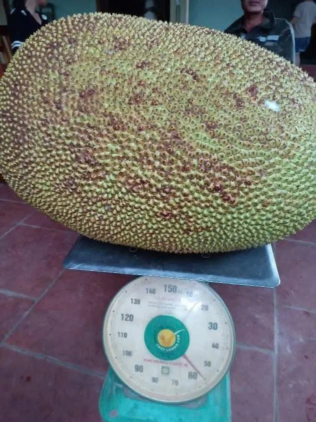 Bổ những quả mít khổng lồ ở Việt Nam, có quả vượt kỷ lục thế giới - Ảnh 4.