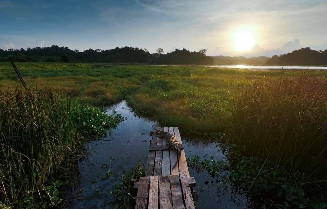 Khám phá Vườn Quốc gia Cát Tiên: Cánh rừng nguyên sinh uốn lượn bên sông Đồng Nai - Ảnh 3.