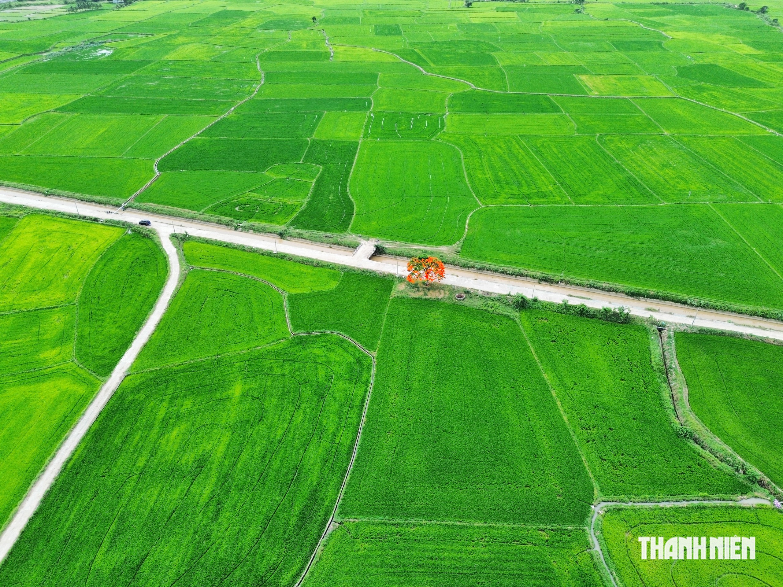 Khám phá cây phượng cô đơn giữa đồng lúa ở Khánh Hòa- Ảnh 3.