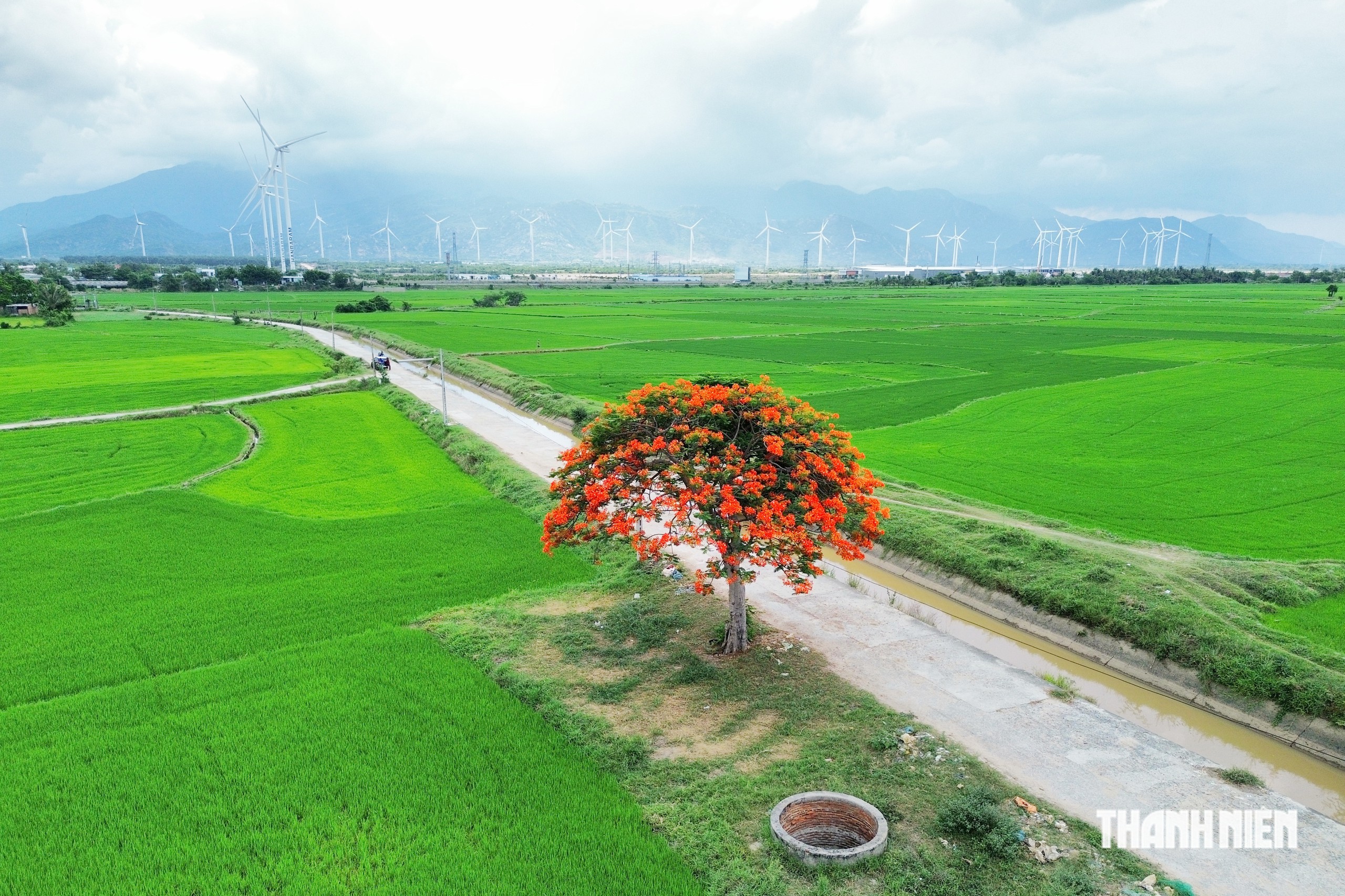Khám phá cây phượng cô đơn giữa đồng lúa ở Khánh Hòa- Ảnh 1.