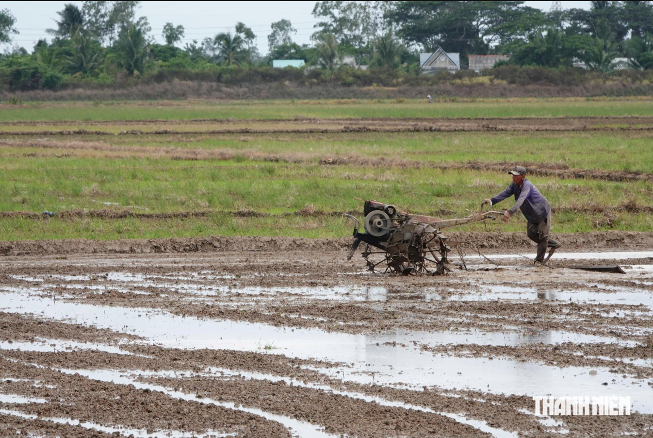 'Siêu El Nino' có thể gây thiệt hại 350.000 ha lúa đông xuân 2026 ở ĐBSCL - Ảnh 2.