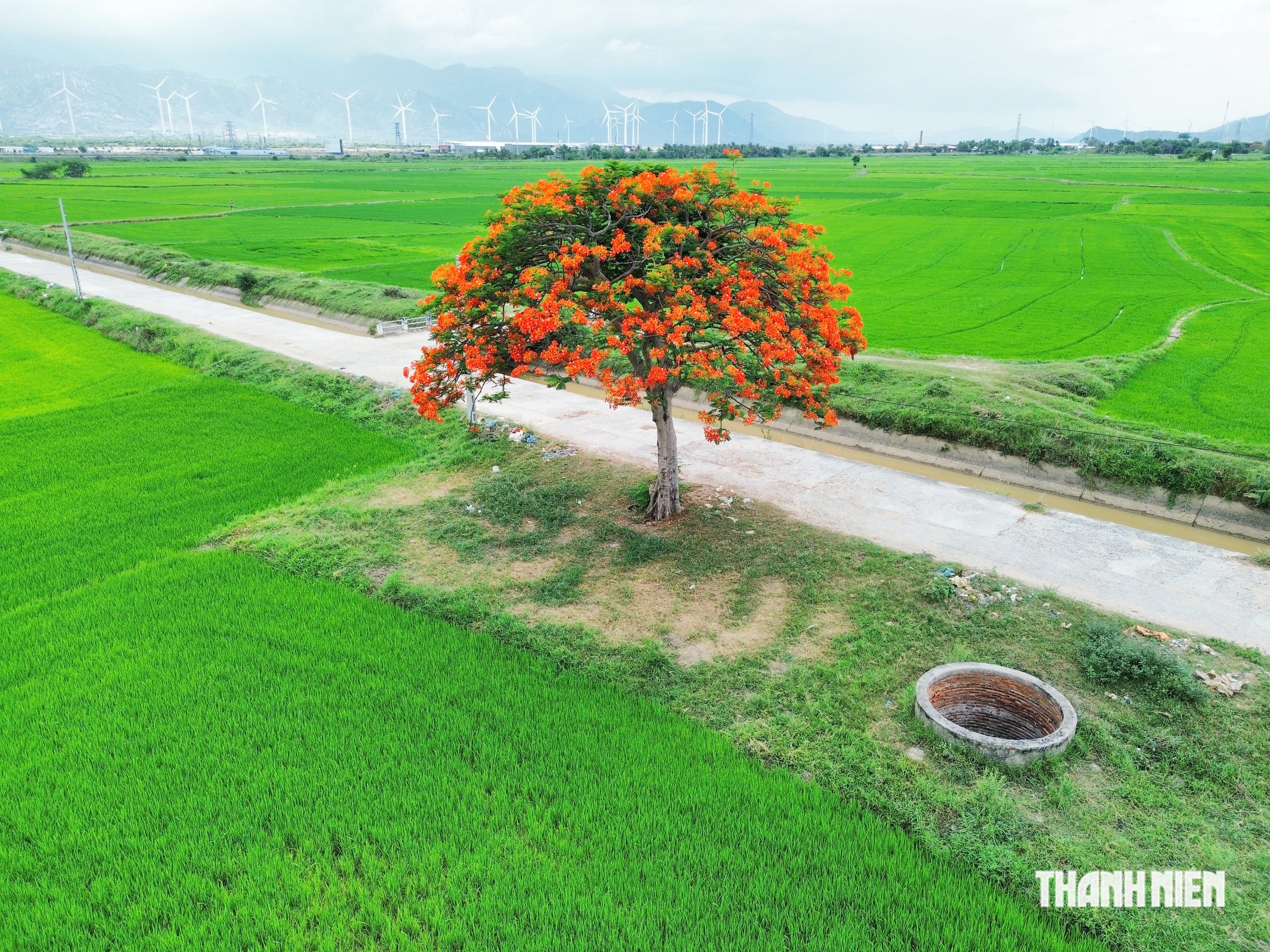 Khám phá cây phượng cô đơn giữa đồng lúa ở Khánh Hòa- Ảnh 5.