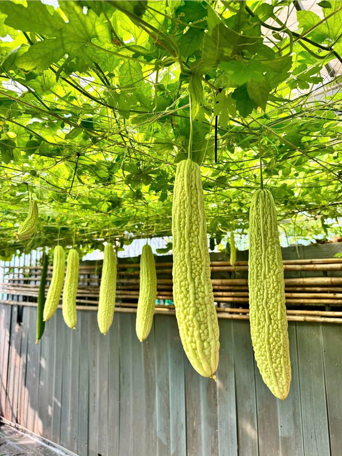Đã mắt với giàn nho trĩu quả, dưa vàng treo lủng lẳng trên sân thượng- Ảnh 4.