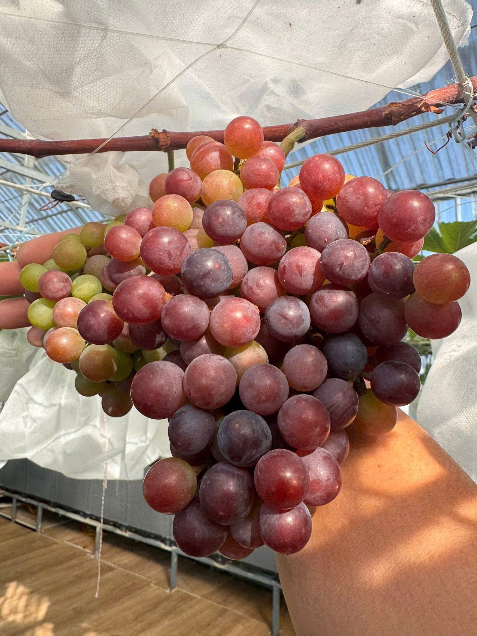 Đã mắt với giàn nho trĩu quả, dưa vàng treo lủng lẳng trên sân thượng- Ảnh 3.
