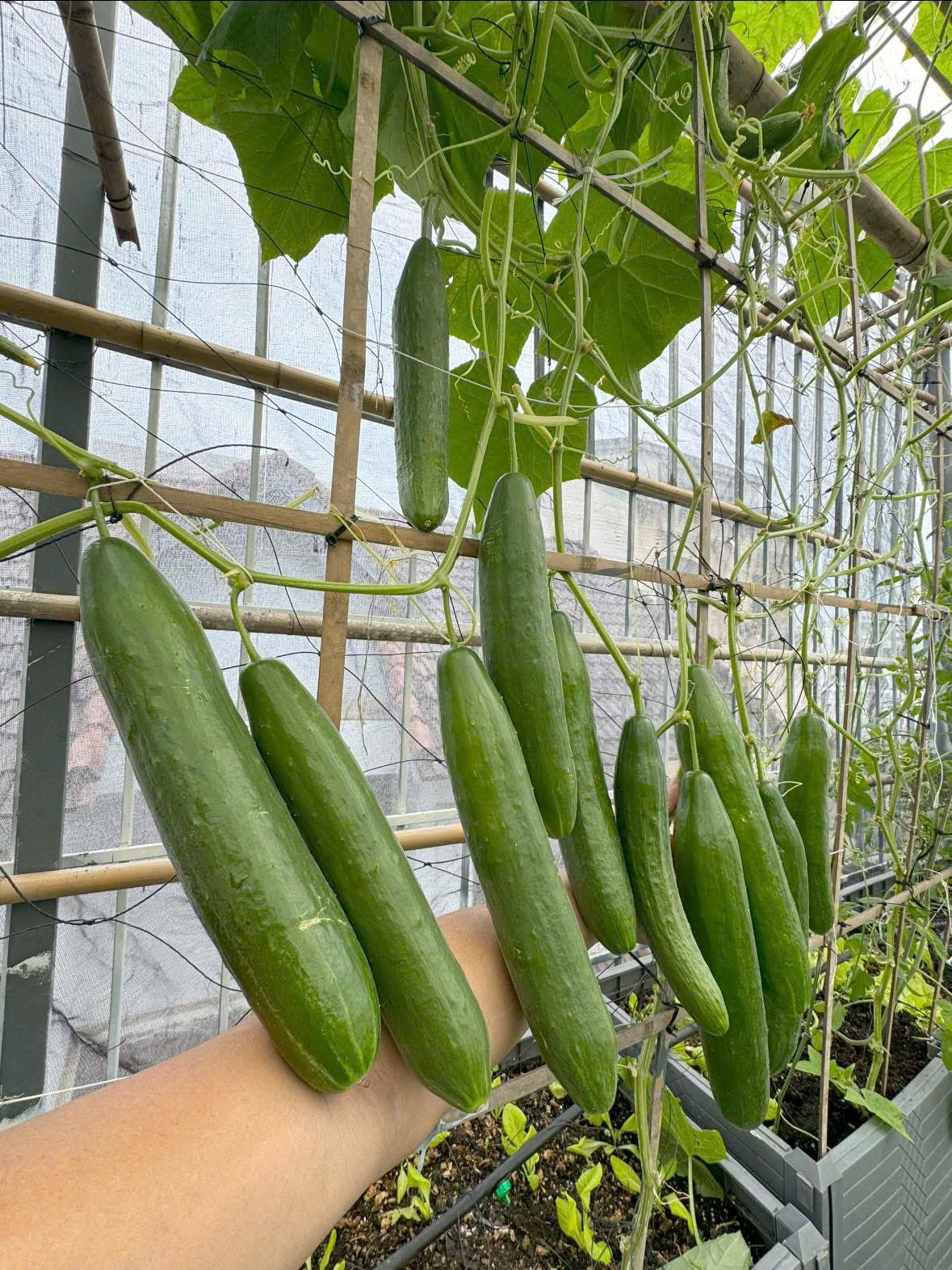 Đã mắt với giàn nho trĩu quả, dưa vàng treo lủng lẳng trên sân thượng- Ảnh 5.