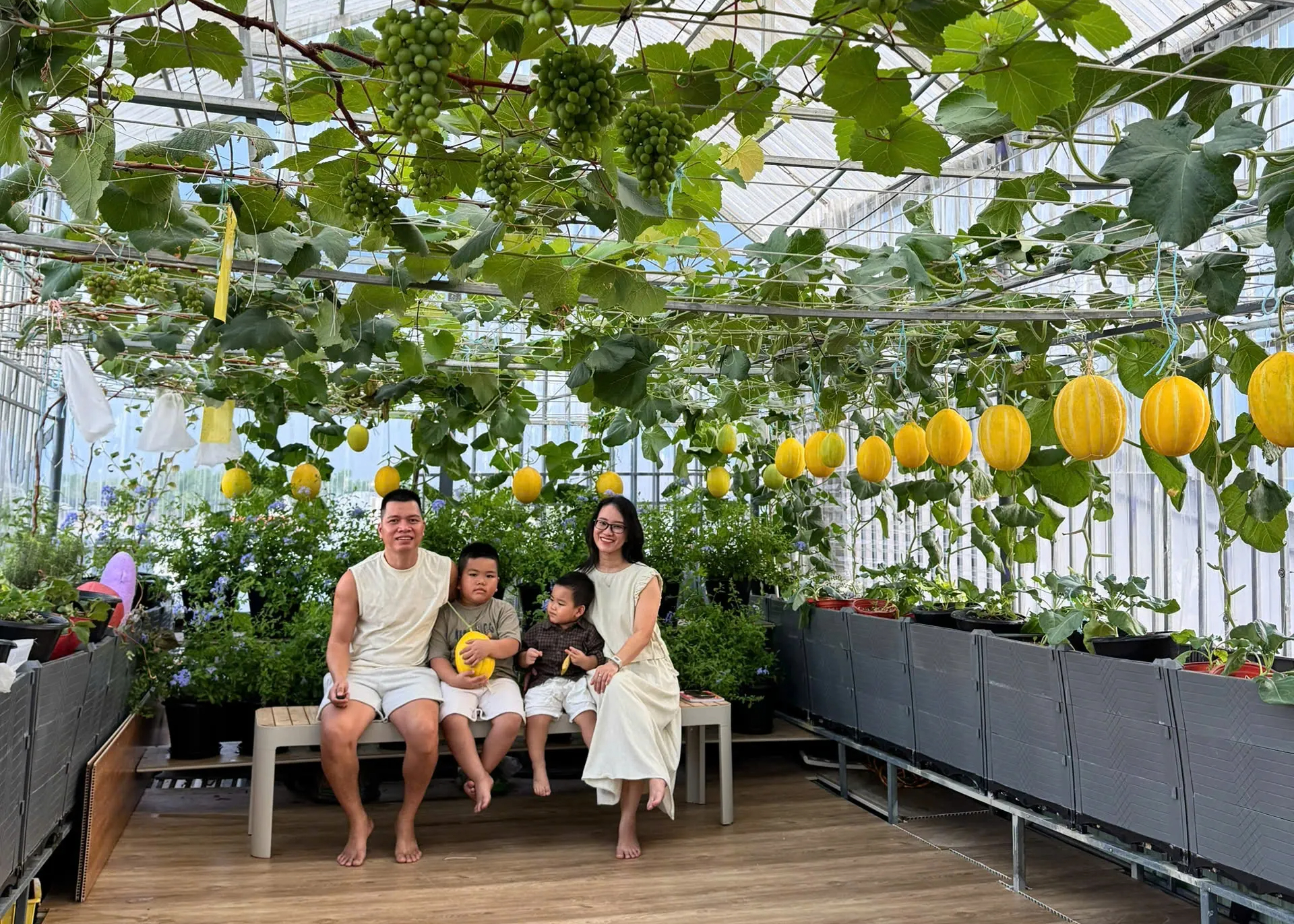 Đã mắt với giàn nho trĩu quả, dưa vàng treo lủng lẳng trên sân thượng- Ảnh 7.