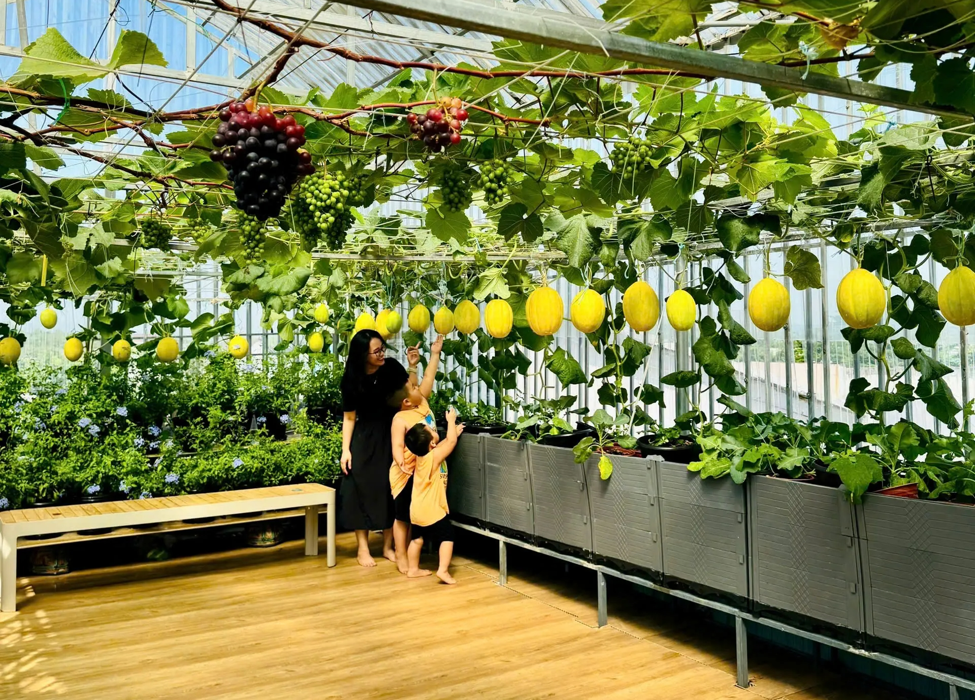 Đã mắt với giàn nho trĩu quả, dưa vàng treo lủng lẳng trên sân thượng- Ảnh 8.