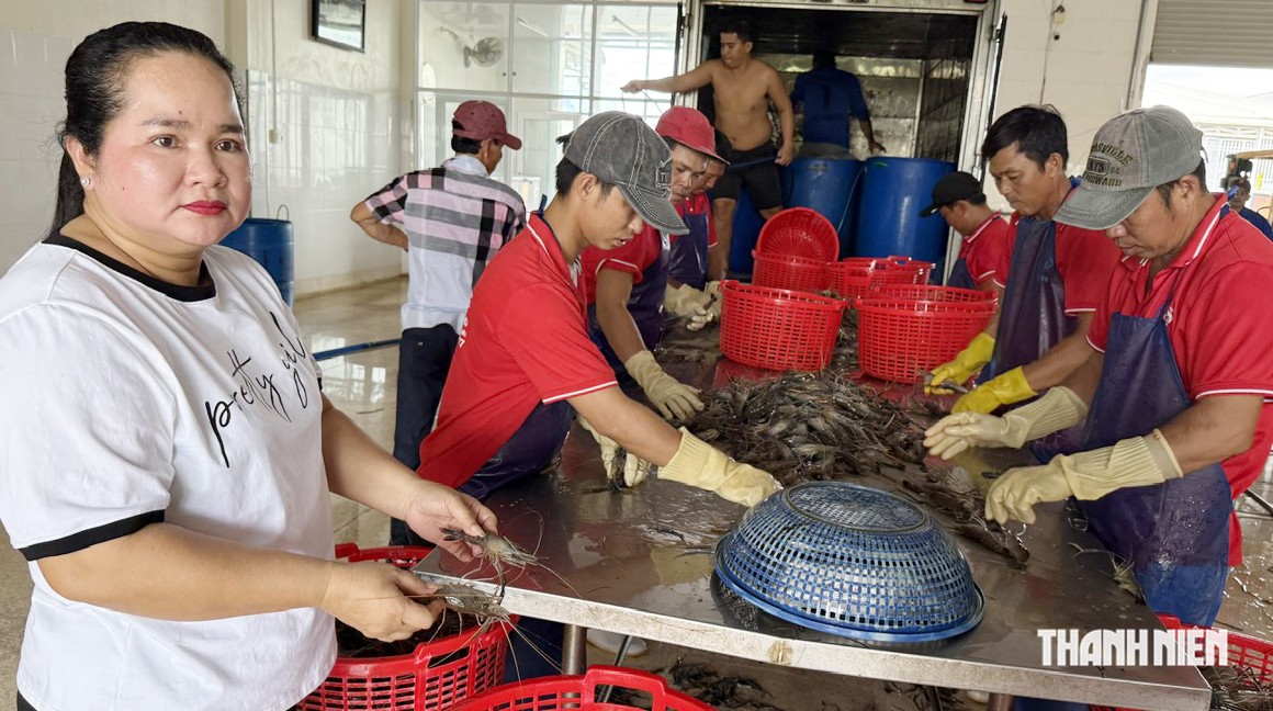 Xuất khẩu tôm càng xanh mở ra hướng đi mới cho mô hình lúa - tôm- Ảnh 2.