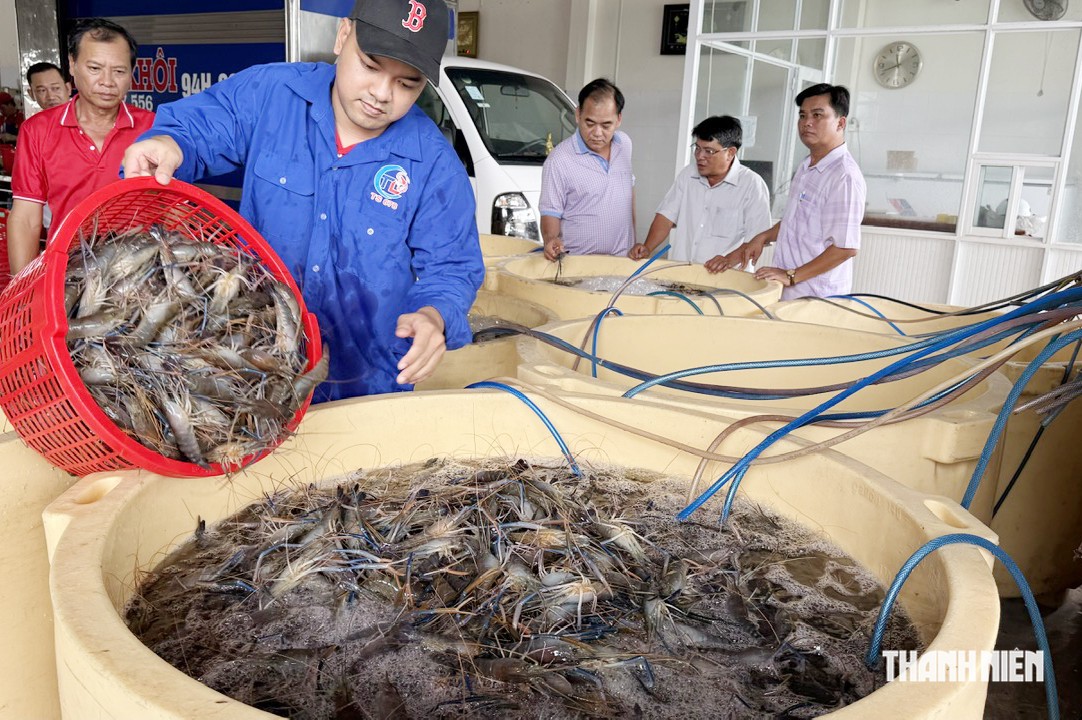 Xuất khẩu tôm càng xanh mở ra hướng đi mới cho mô hình lúa - tôm- Ảnh 3.