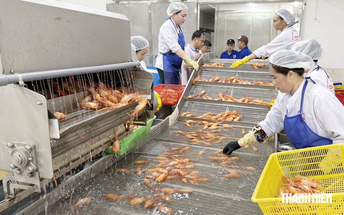 Xuất khẩu tôm càng xanh mở ra hướng đi mới cho mô hình lúa - tôm- Ảnh 4.