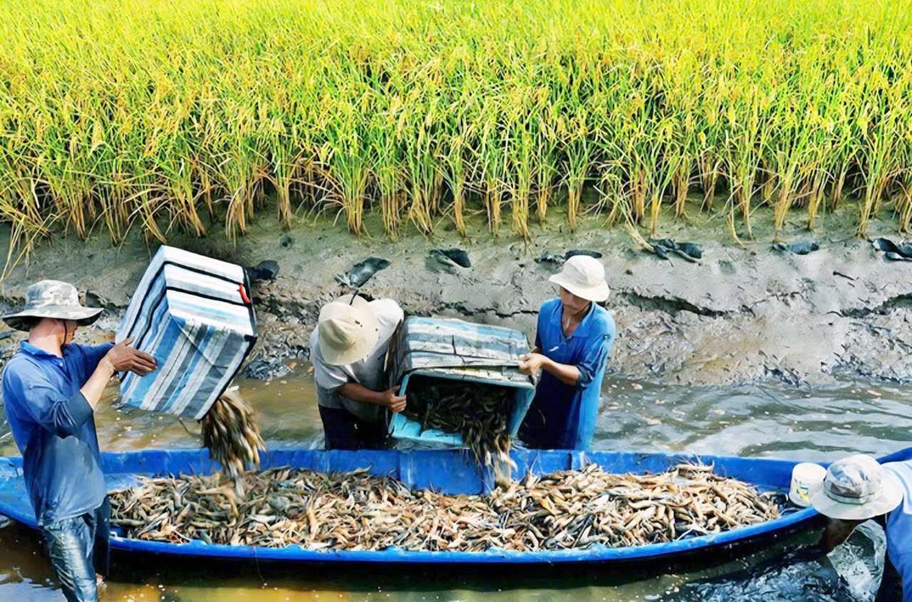 Xuất khẩu tôm càng xanh mở ra hướng đi mới cho mô hình lúa - tôm- Ảnh 1.