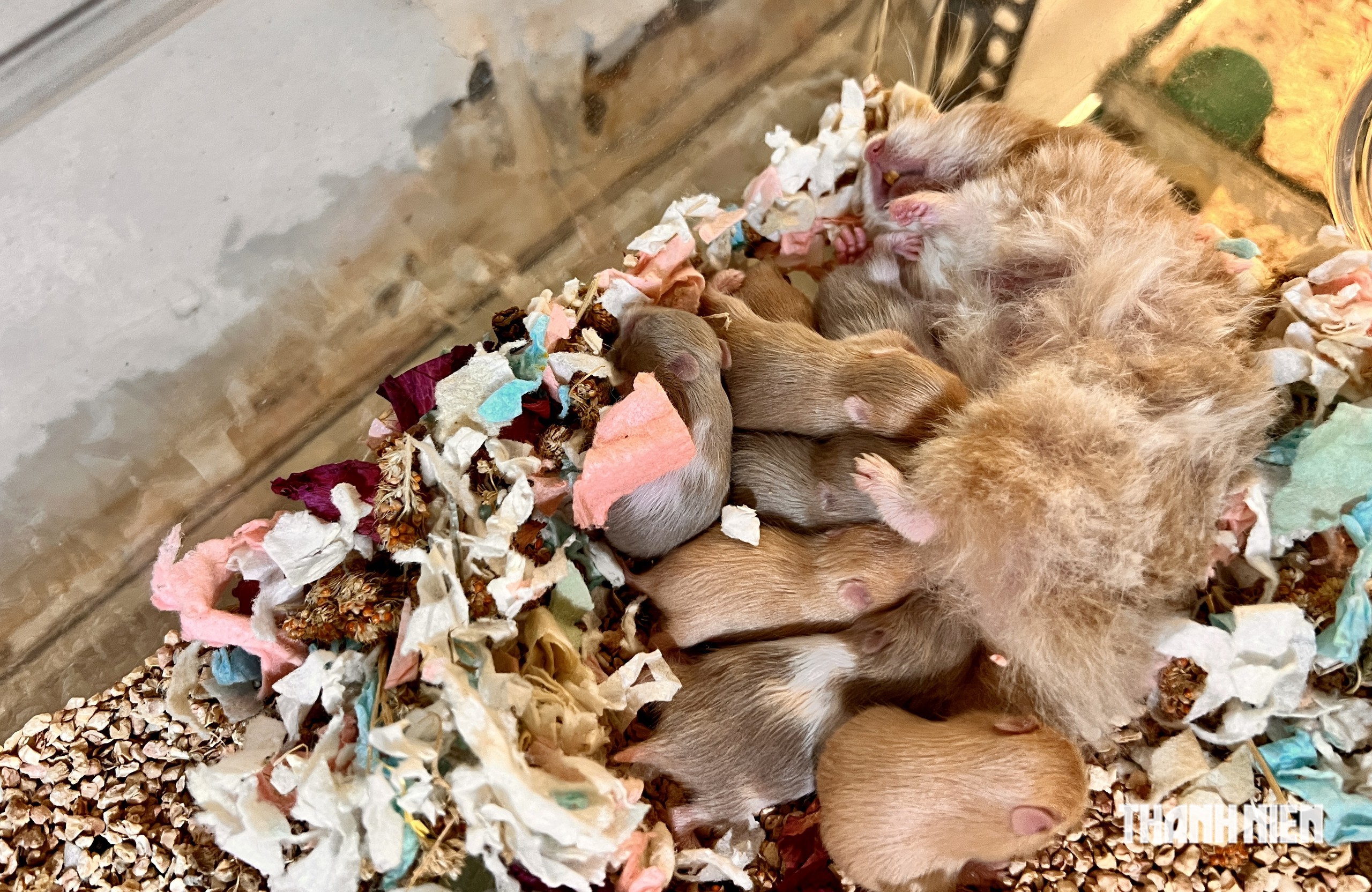 Cô gái ở TP.HCM đưa những chú chuột hamster 'khổng lồ' đi thi quốc tế - Ảnh 5.
