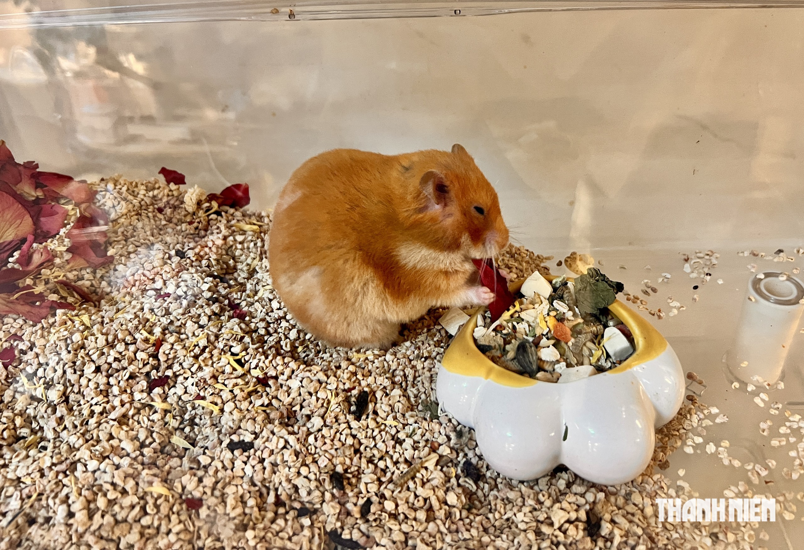 Cô gái ở TP.HCM đưa những chú chuột hamster 'khổng lồ' đi thi quốc tế - Ảnh 4.