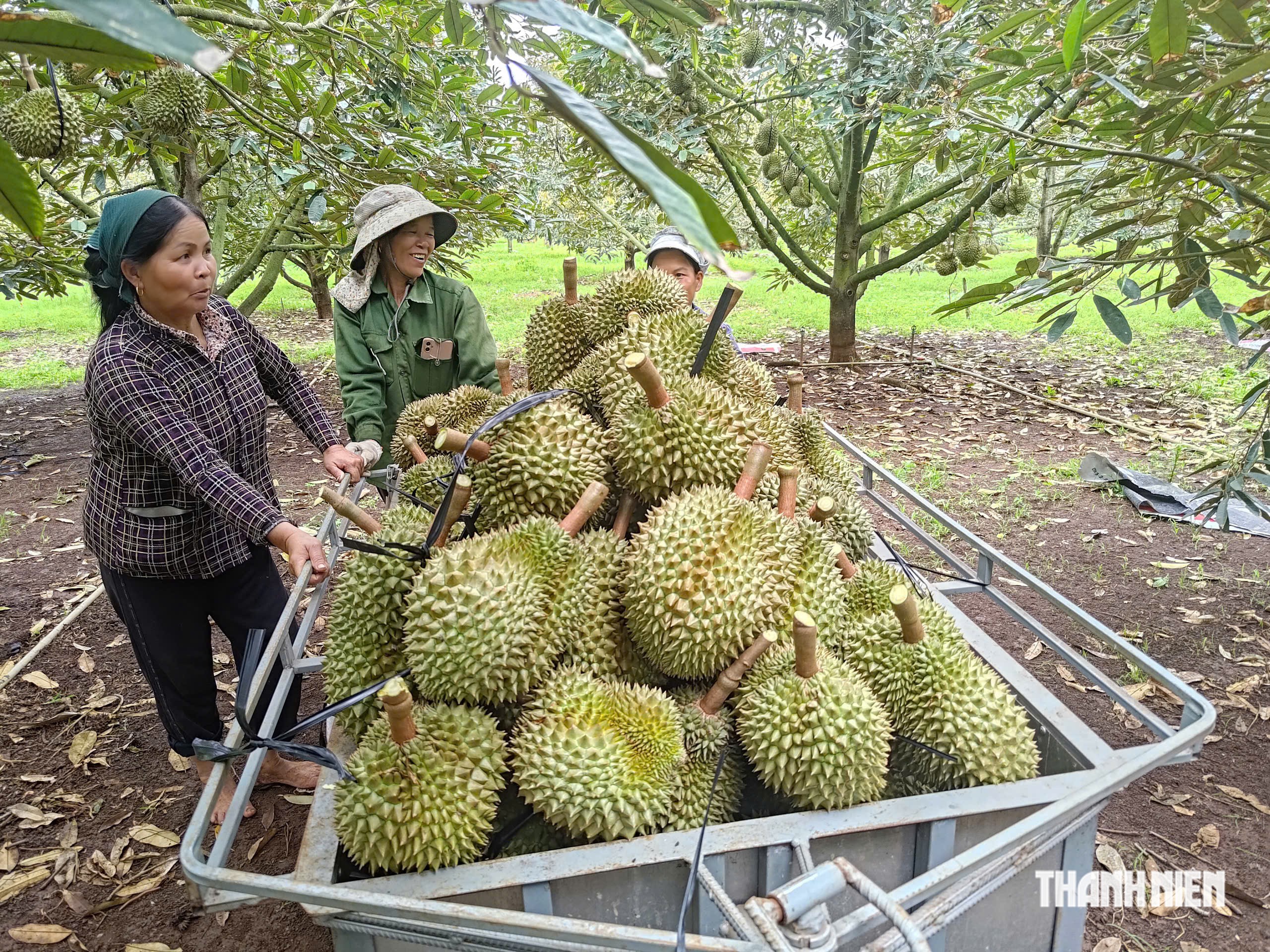 Trung Quốc tăng nhập, vì sao sầu riêng vẫn rớt giá ? - Ảnh 1.
