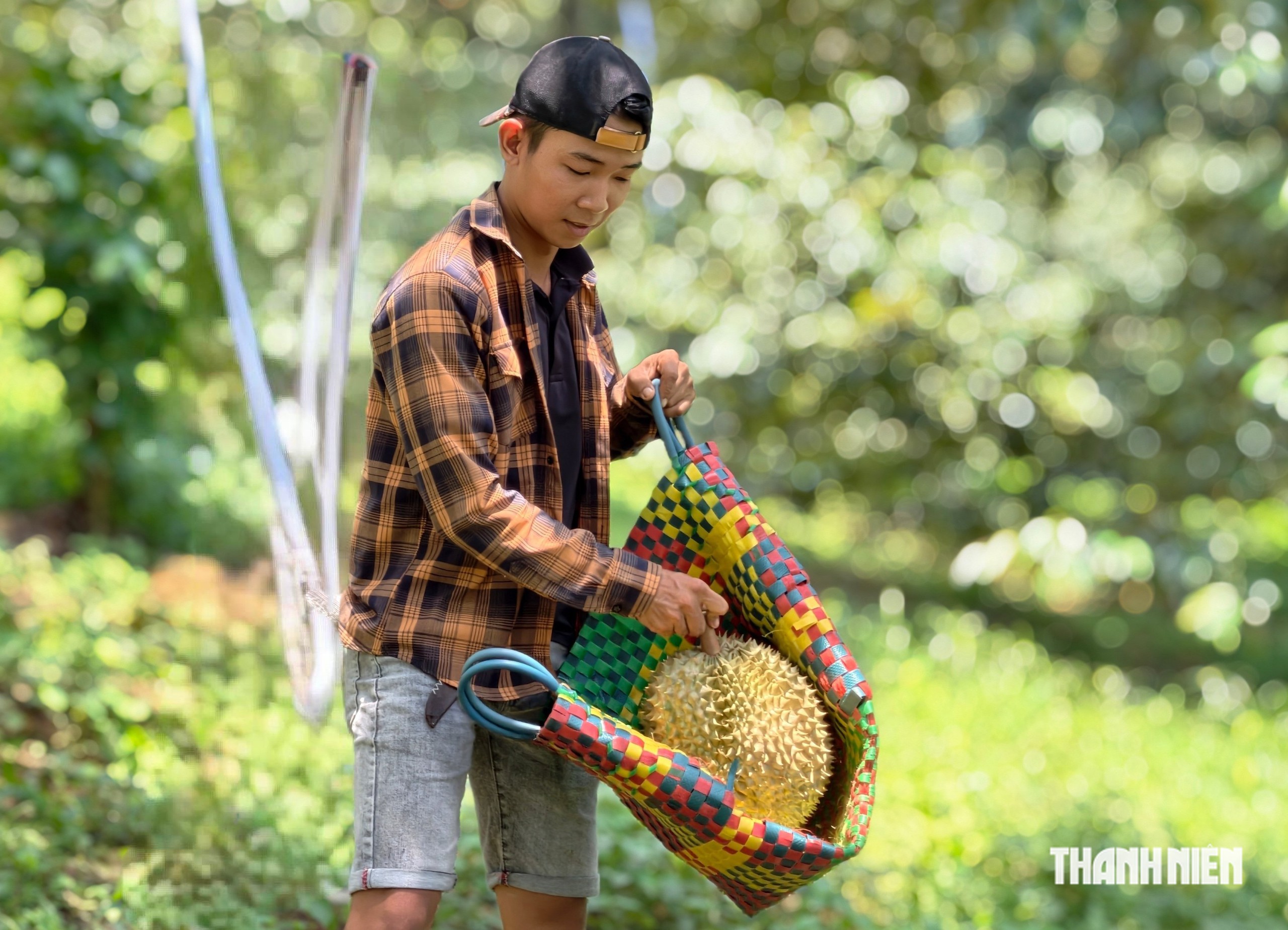 &ldquo;Người nhện&rdquo; h&aacute;i sầu ri&ecirc;ng kiếm tiền triệu mỗi ng&agrave;y  - Ảnh 13.