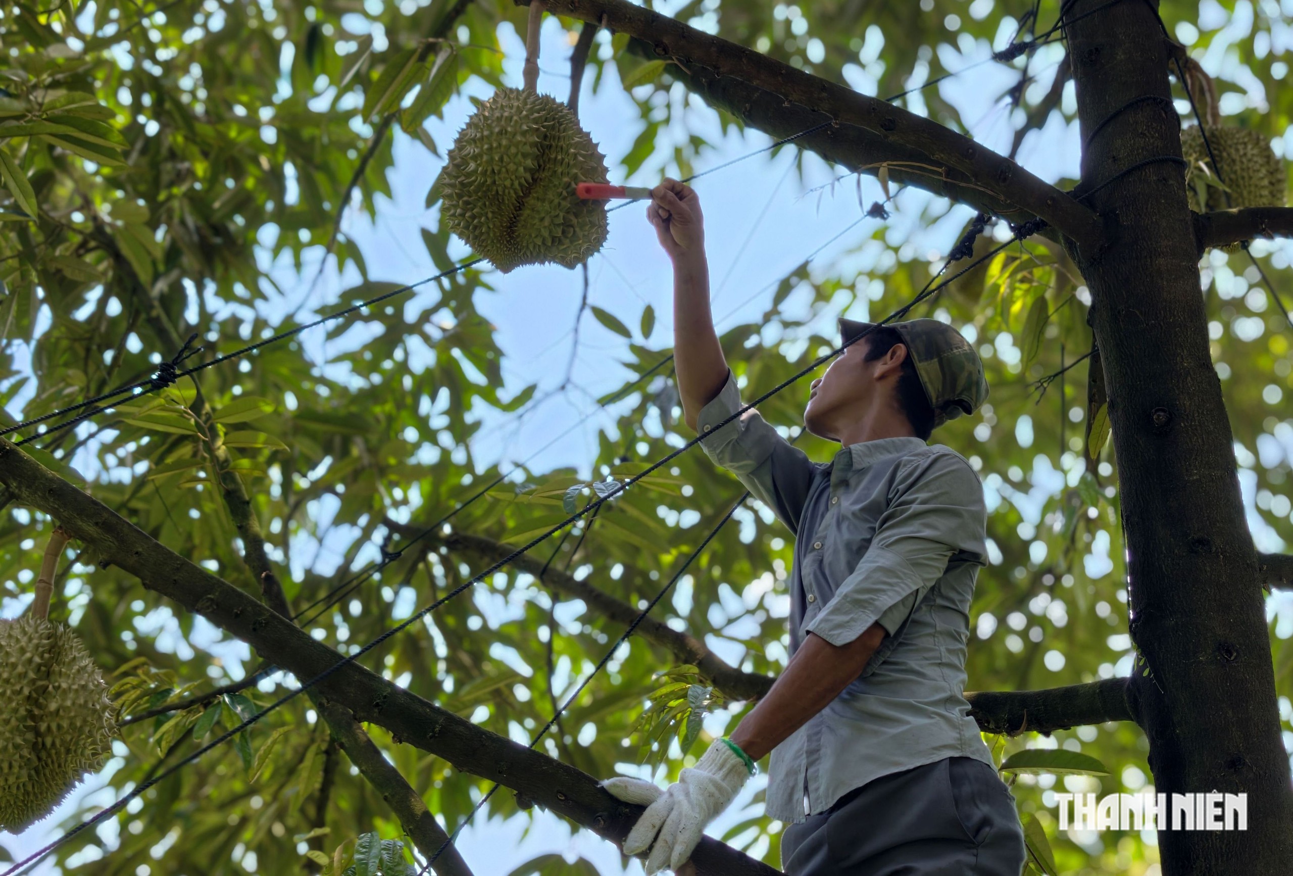 &ldquo;Người nhện&rdquo; h&aacute;i sầu ri&ecirc;ng kiếm tiền triệu mỗi ng&agrave;y  - Ảnh 7.