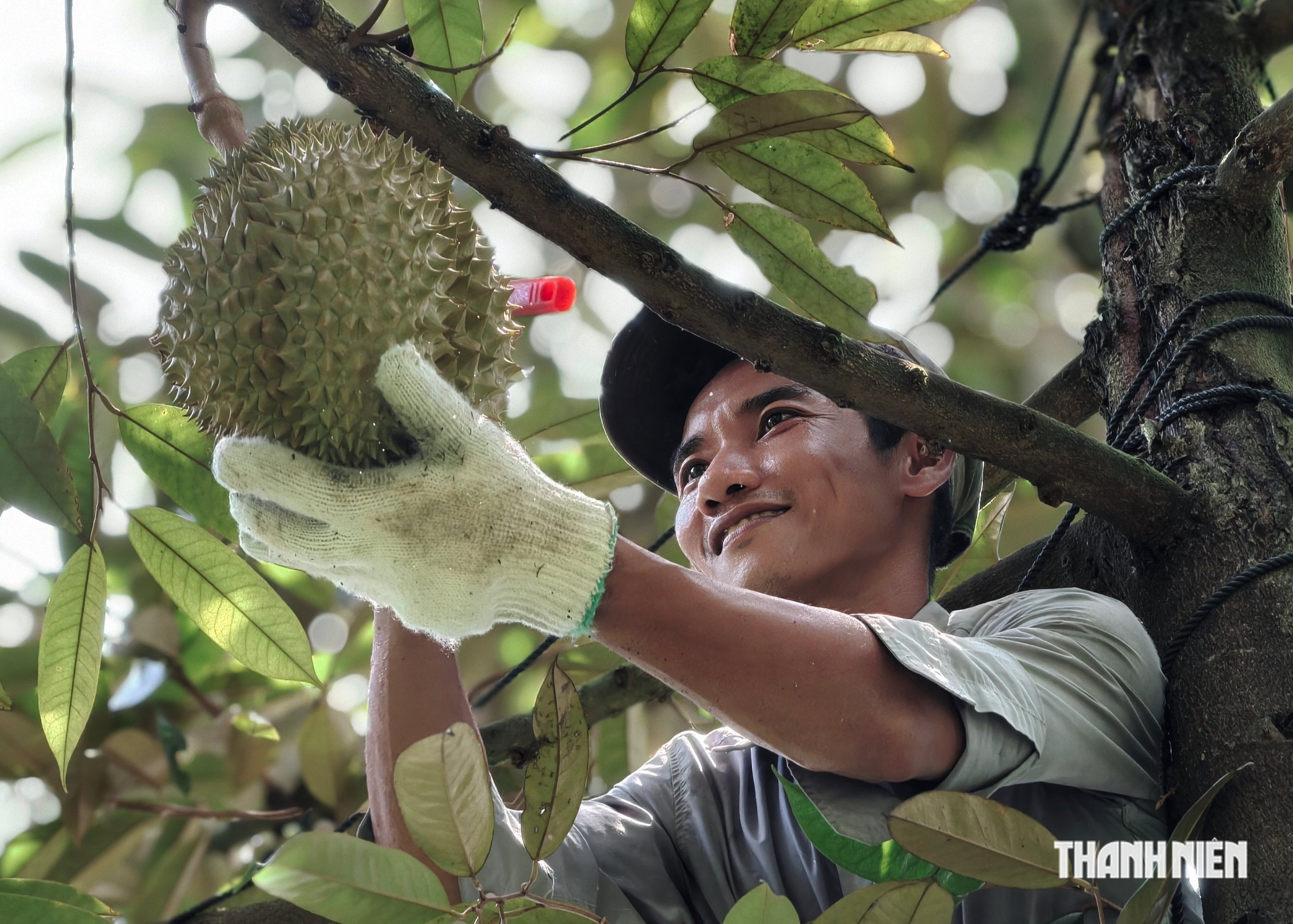 &ldquo;Người nhện&rdquo; h&aacute;i sầu ri&ecirc;ng kiếm tiền triệu mỗi ng&agrave;y  - Ảnh 8.