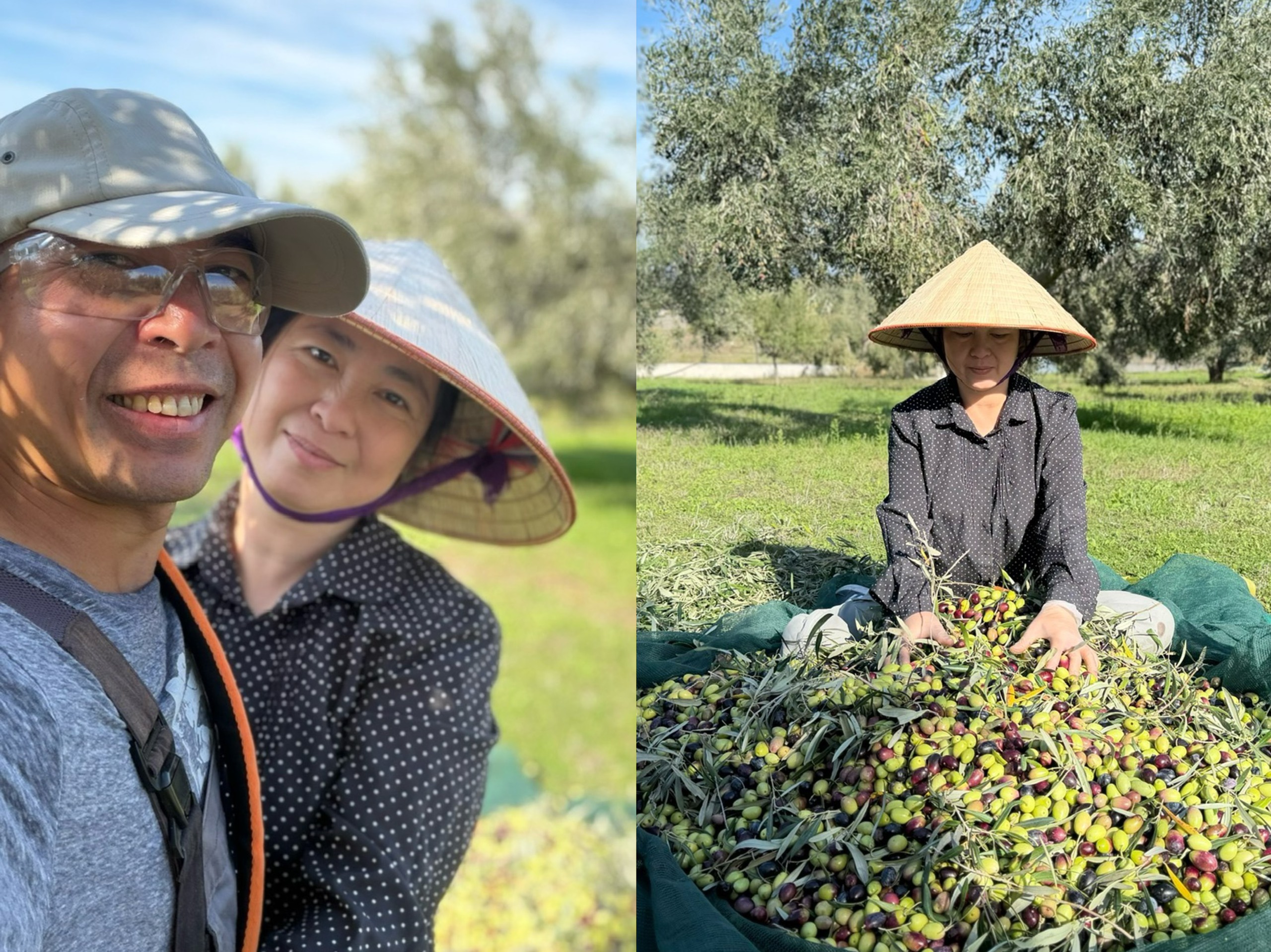 Vườn nho, ô liu của người Việt ở Hy Lạp: Không bón phân, phun thuốc - Ảnh 3.