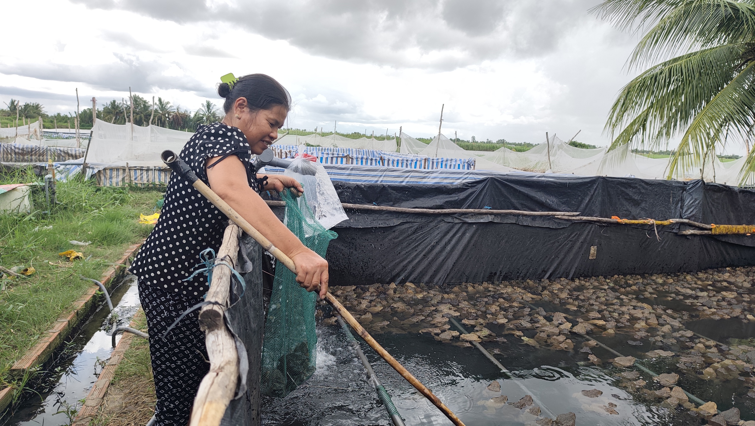 Cùng sống xanh số 155: Về quê vì dịch, anh nông dân làm giàu từ…8 cặp ếch - Ảnh 2.