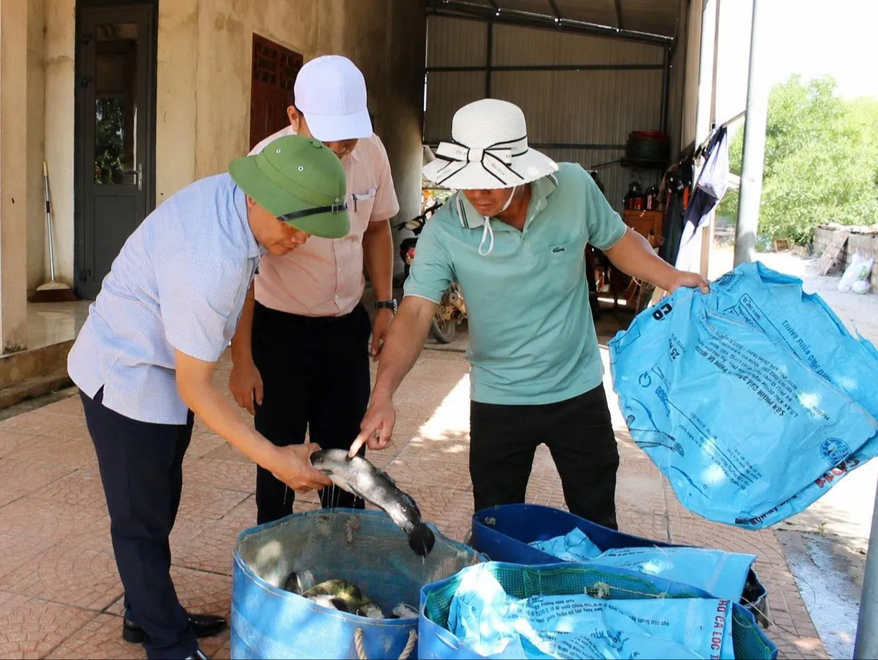 Sét đánh chết 3 tấn cá lóc của người dân Quảng Trị- Ảnh 1.
