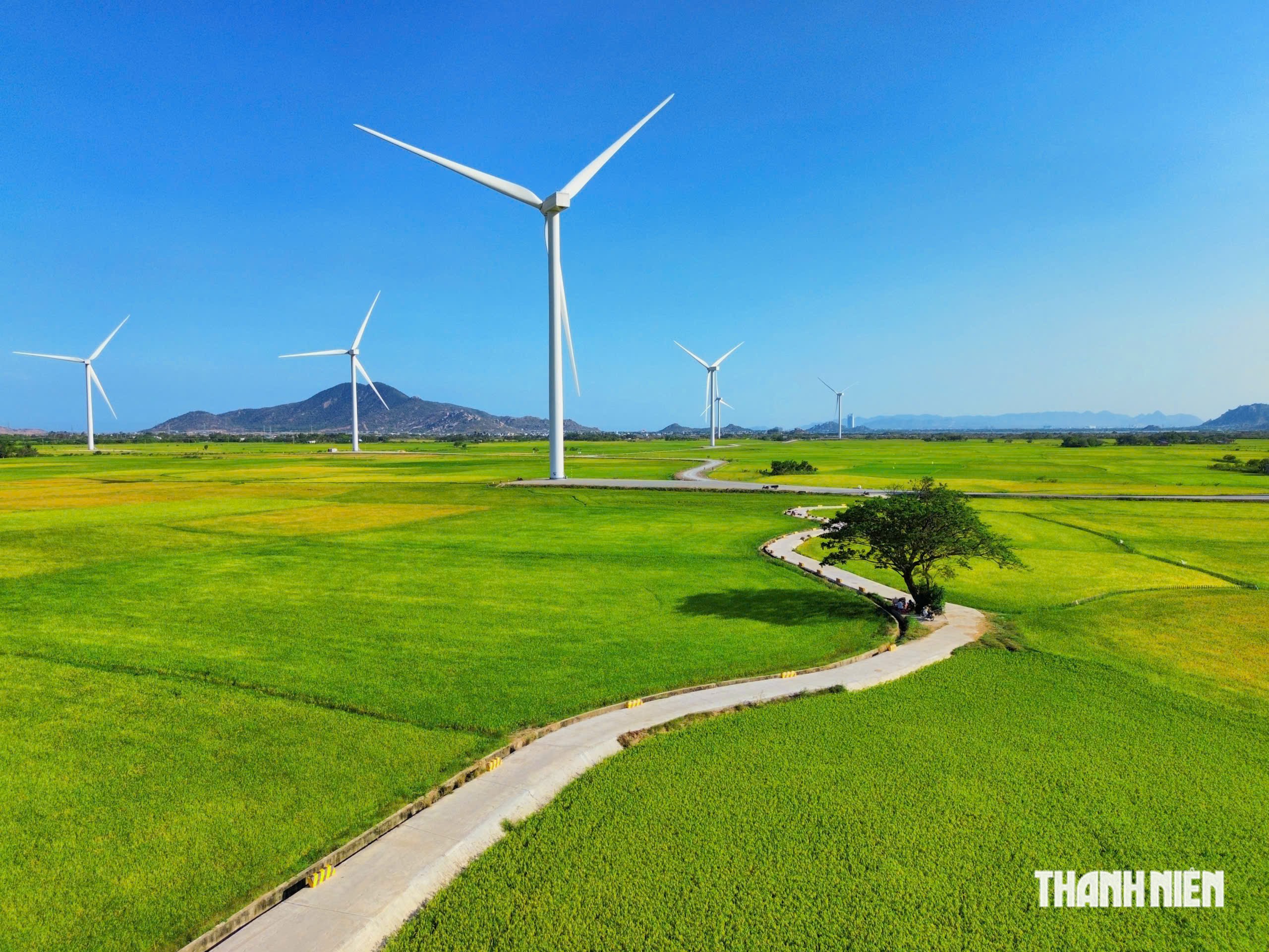 Khám phá cây phượng cô đơn giữa đồng lúa ở Khánh Hòa- Ảnh 10.