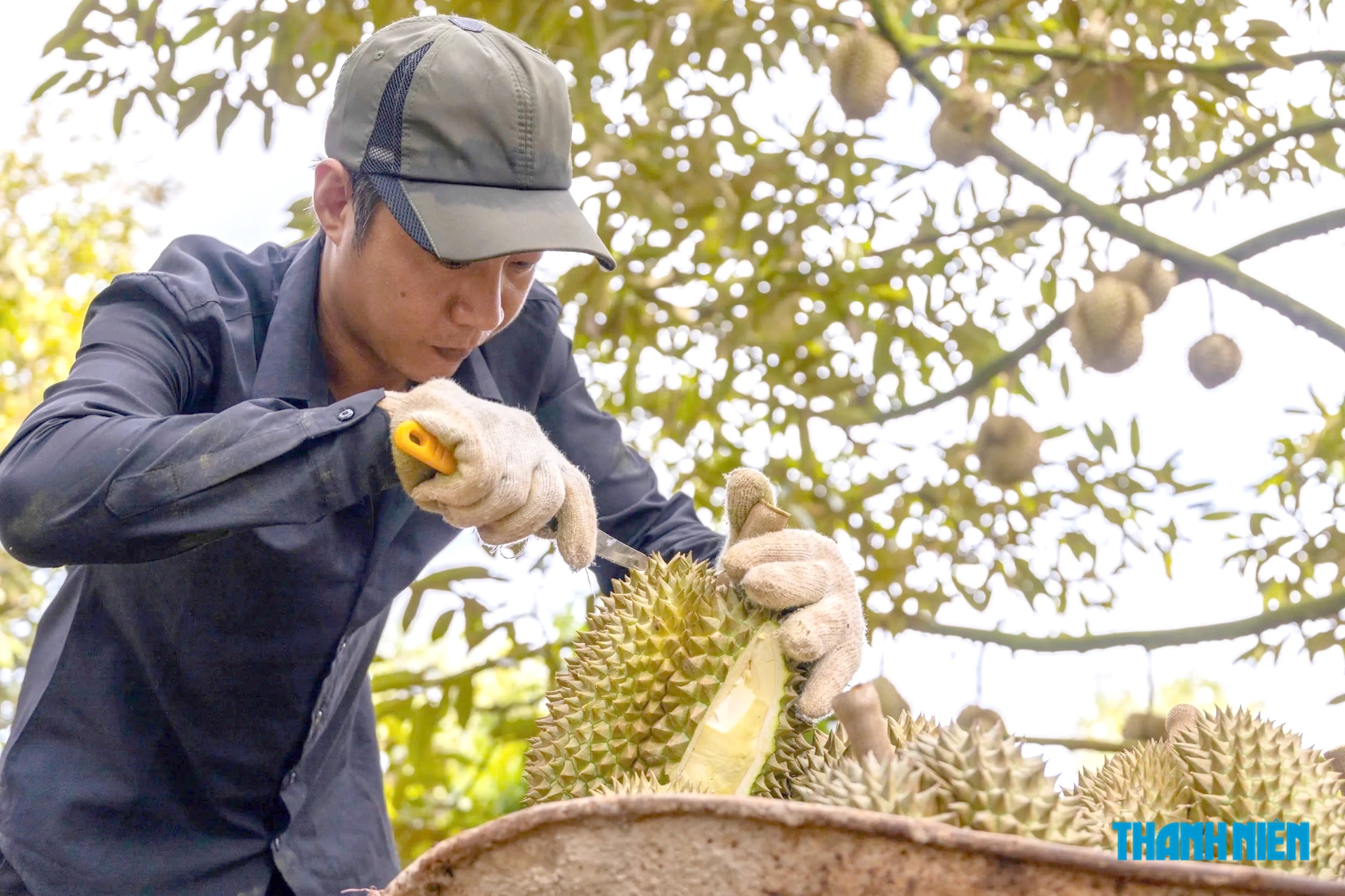 Sầu riêng Việt Nam mở thêm thị trường tỉ dân mới- Ảnh 1.