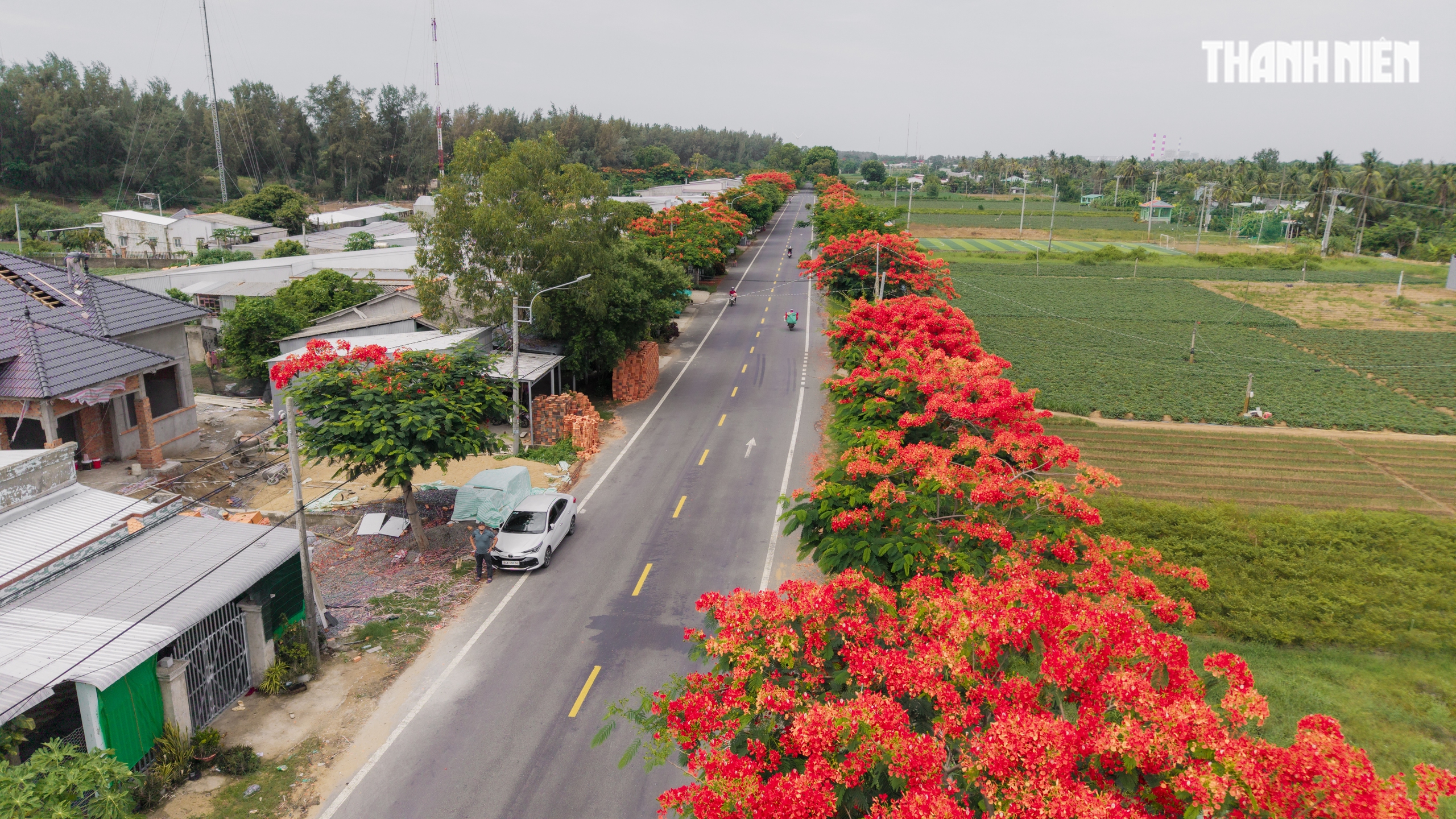 Đường phượng vĩ rực đỏ giữa hè ở Vĩnh Long - Ảnh 5.