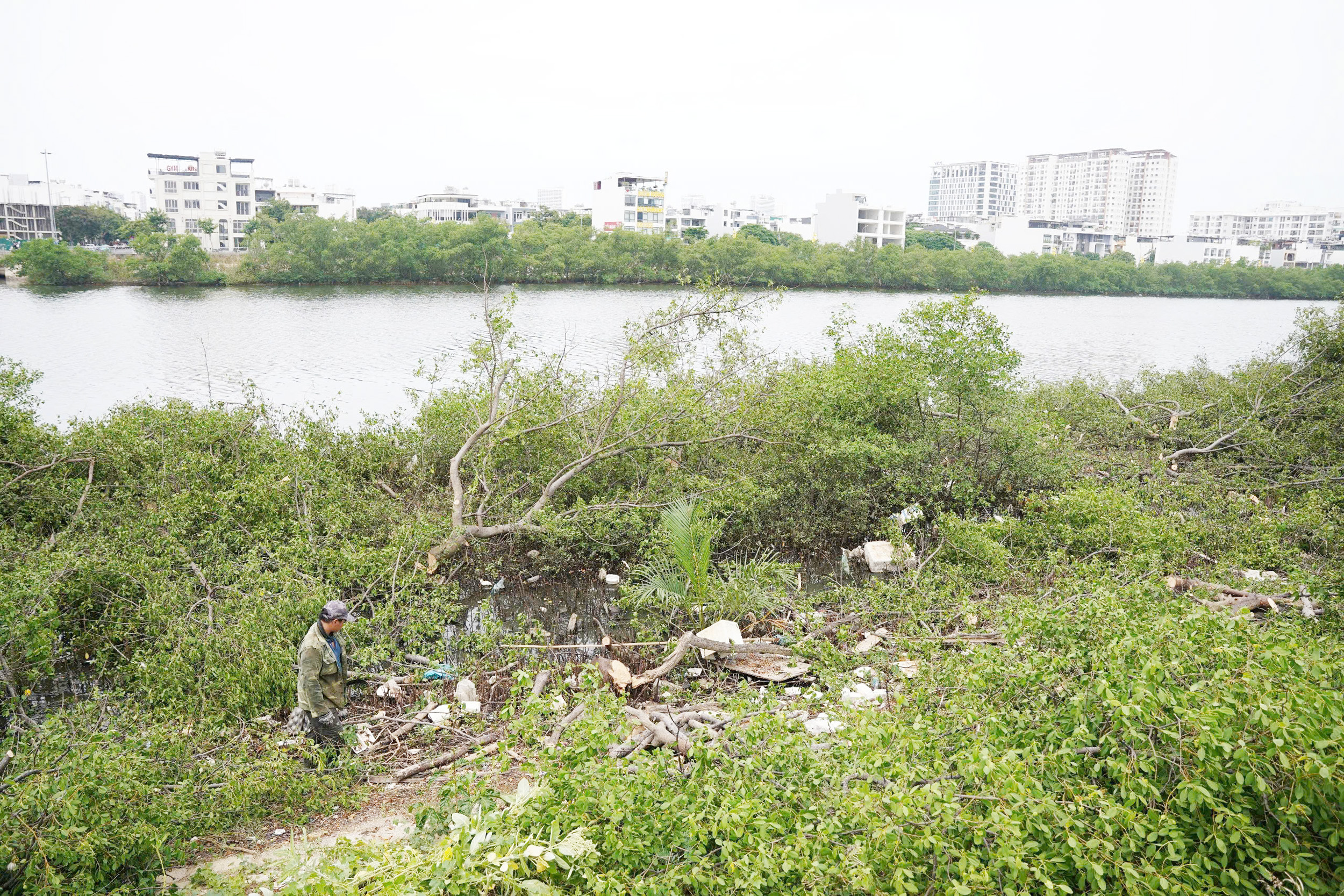 Vì sao chặt hàng cây trên sông Quán Trường ở Nha Trang?- Ảnh 2.