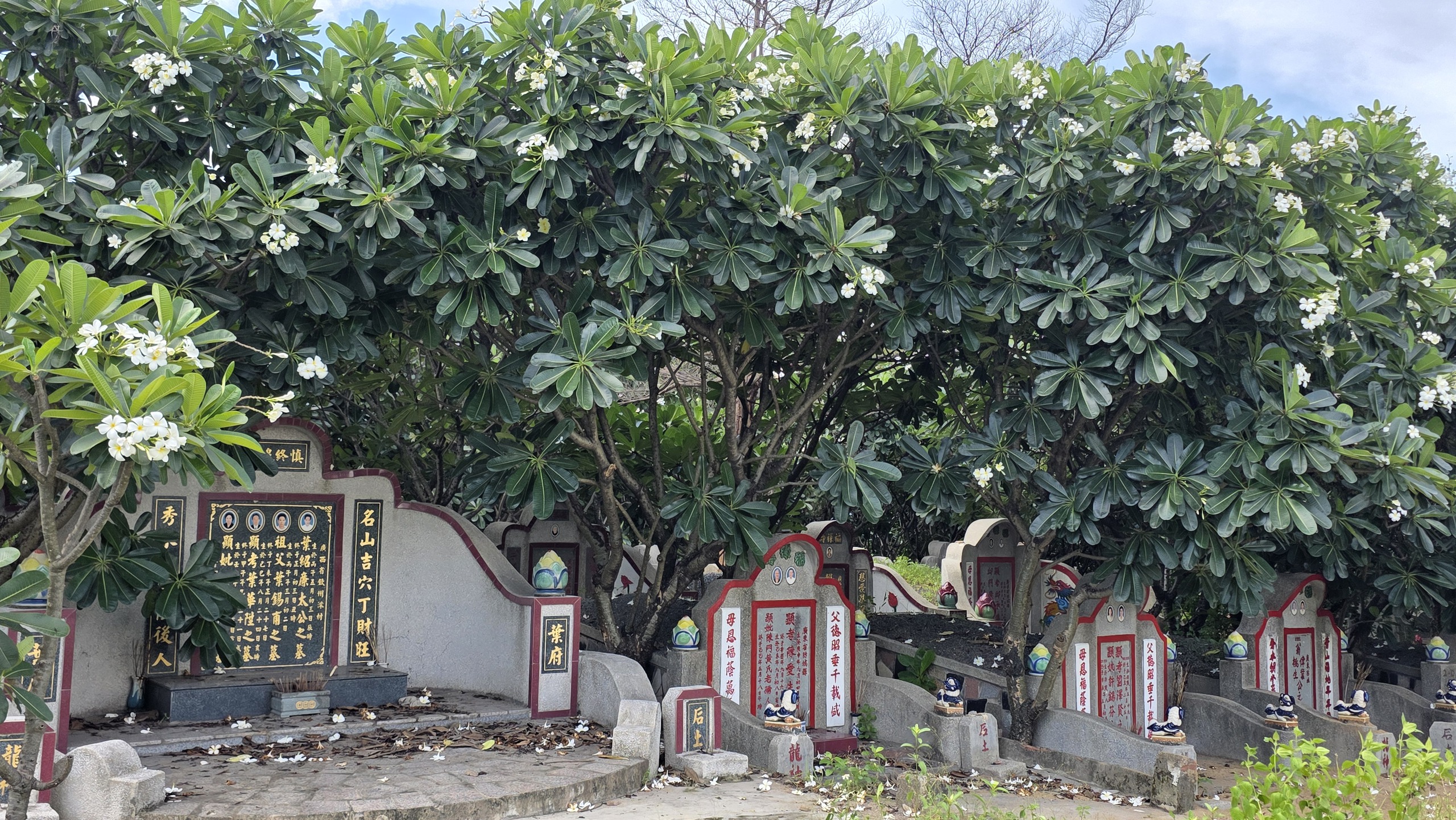 Lạc giữa ‘rừng sứ’ ở nghĩa trang Phước Kiến - Ảnh 2.