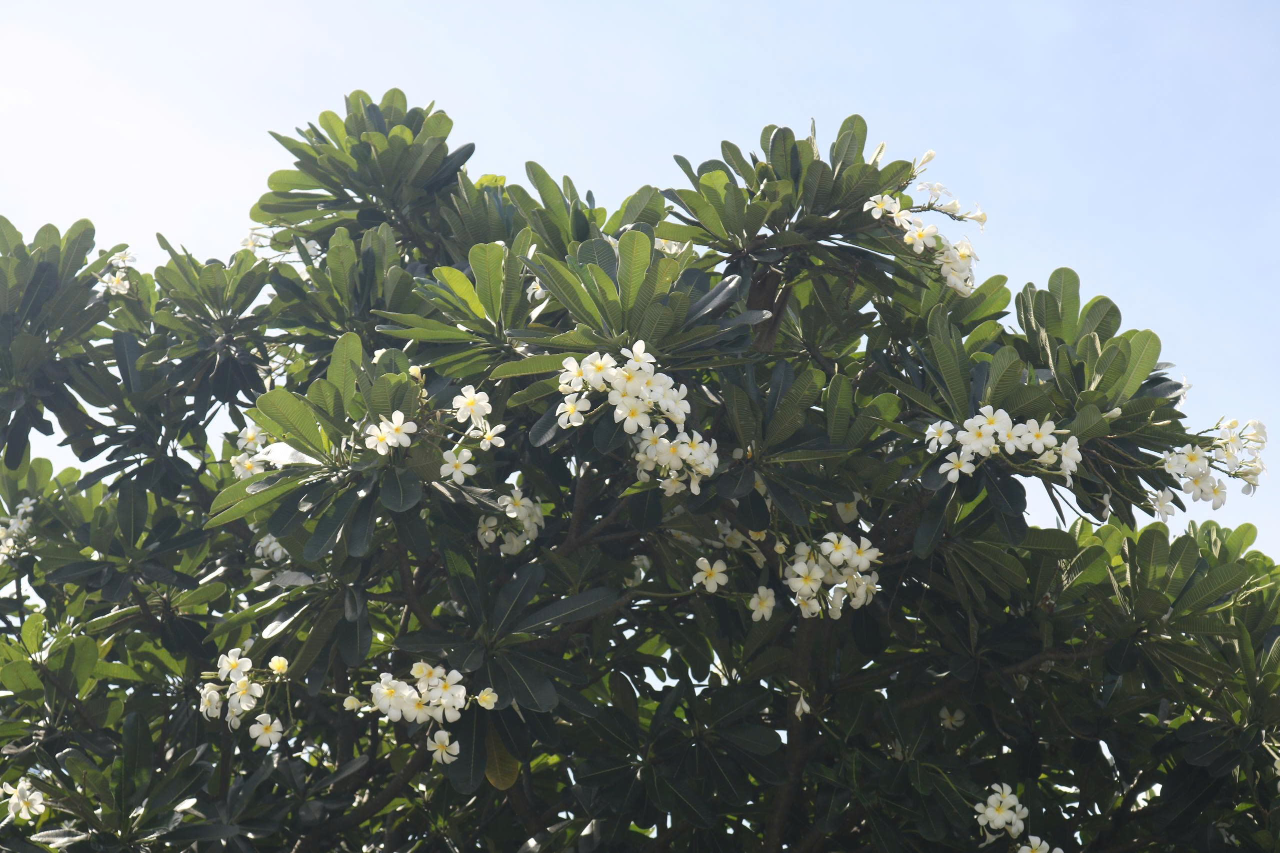 Lạc giữa ‘rừng sứ’ ở nghĩa trang Phước Kiến - Ảnh 1.