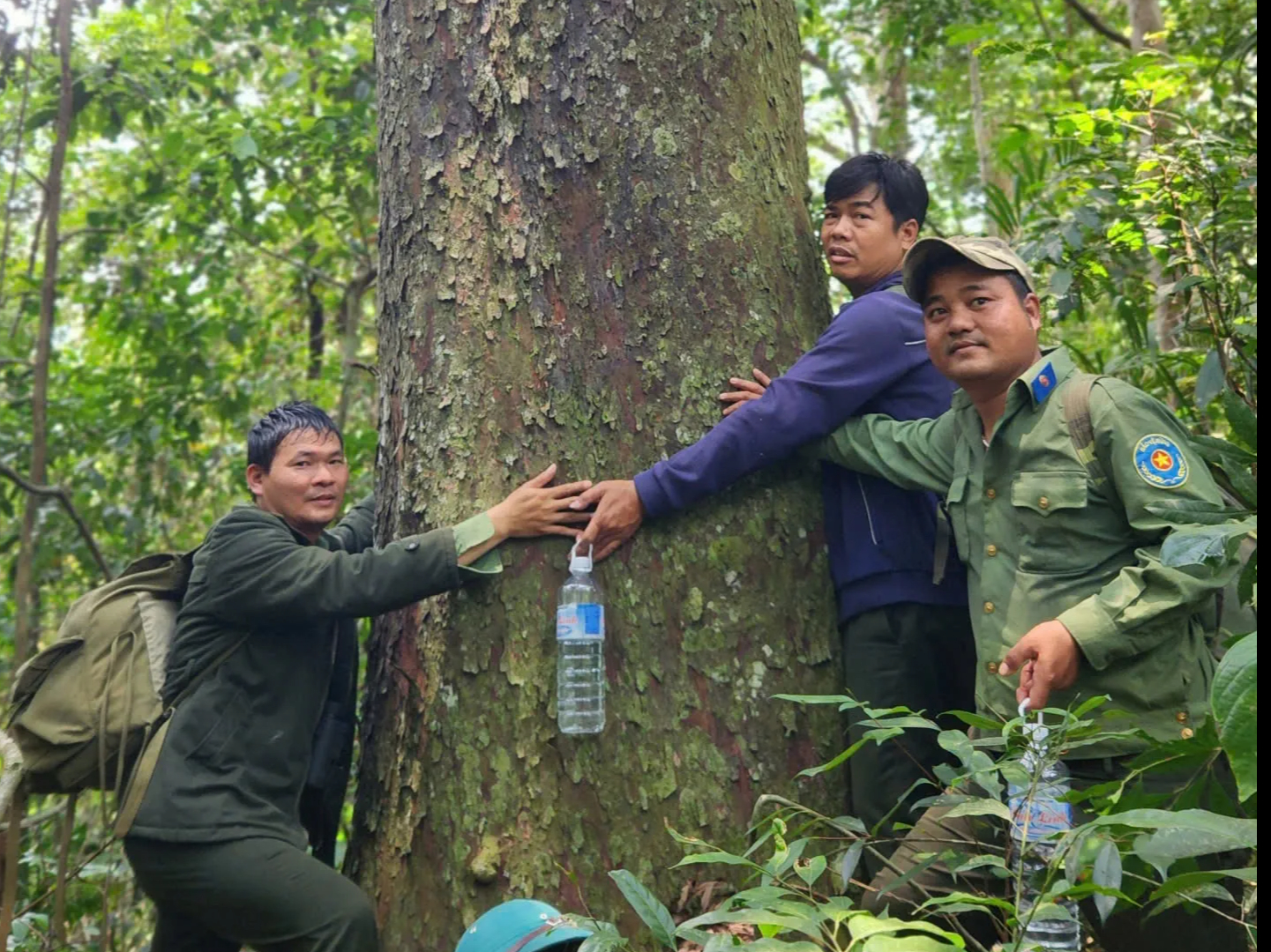 Phát hiện quần thể kim giao núi đất lớn nhất Việt Nam giữa đại ngàn Gia Lai - Ảnh 2.