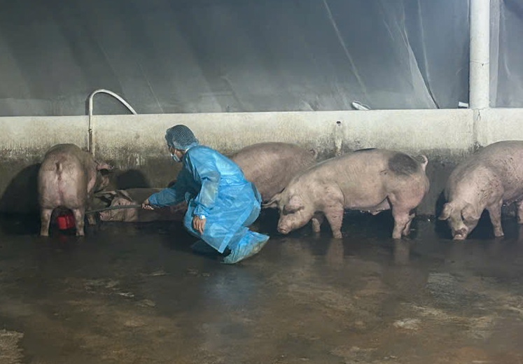 Chuyển hồ sơ qua công an điều tra 3 trại heo sử dụng chất cấm - Ảnh 1.