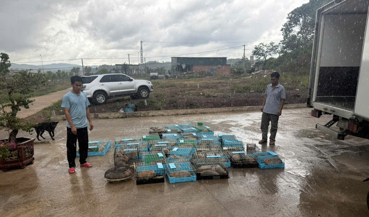 Dùng ô tô chở 105 cá thể dúi từ Lào về Việt Nam, một người bị khởi tố- Ảnh 2.