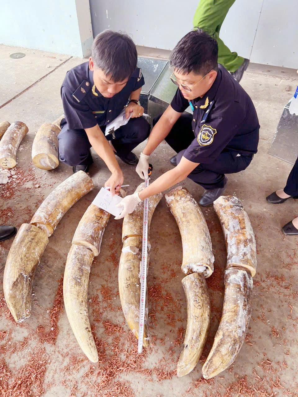 Triệt phá vụ buôn lậu ngà voi lớn nhất từ trước đến nay tại cảng Quy Nhơn- Ảnh 1.