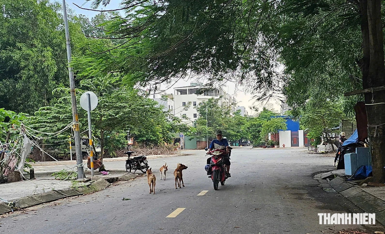 TP.HCM: Bất an v&igrave; nạn ch&oacute; thả r&ocirc;ng tại khu d&acirc;n cư C&aacute;t L&aacute;i - Ảnh 1.
