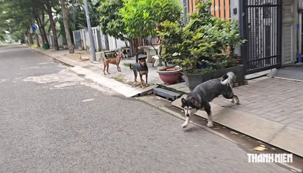 TP.HCM: Bất an v&igrave; nạn ch&oacute; thả r&ocirc;ng tại khu d&acirc;n cư C&aacute;t L&aacute;i - Ảnh 5.