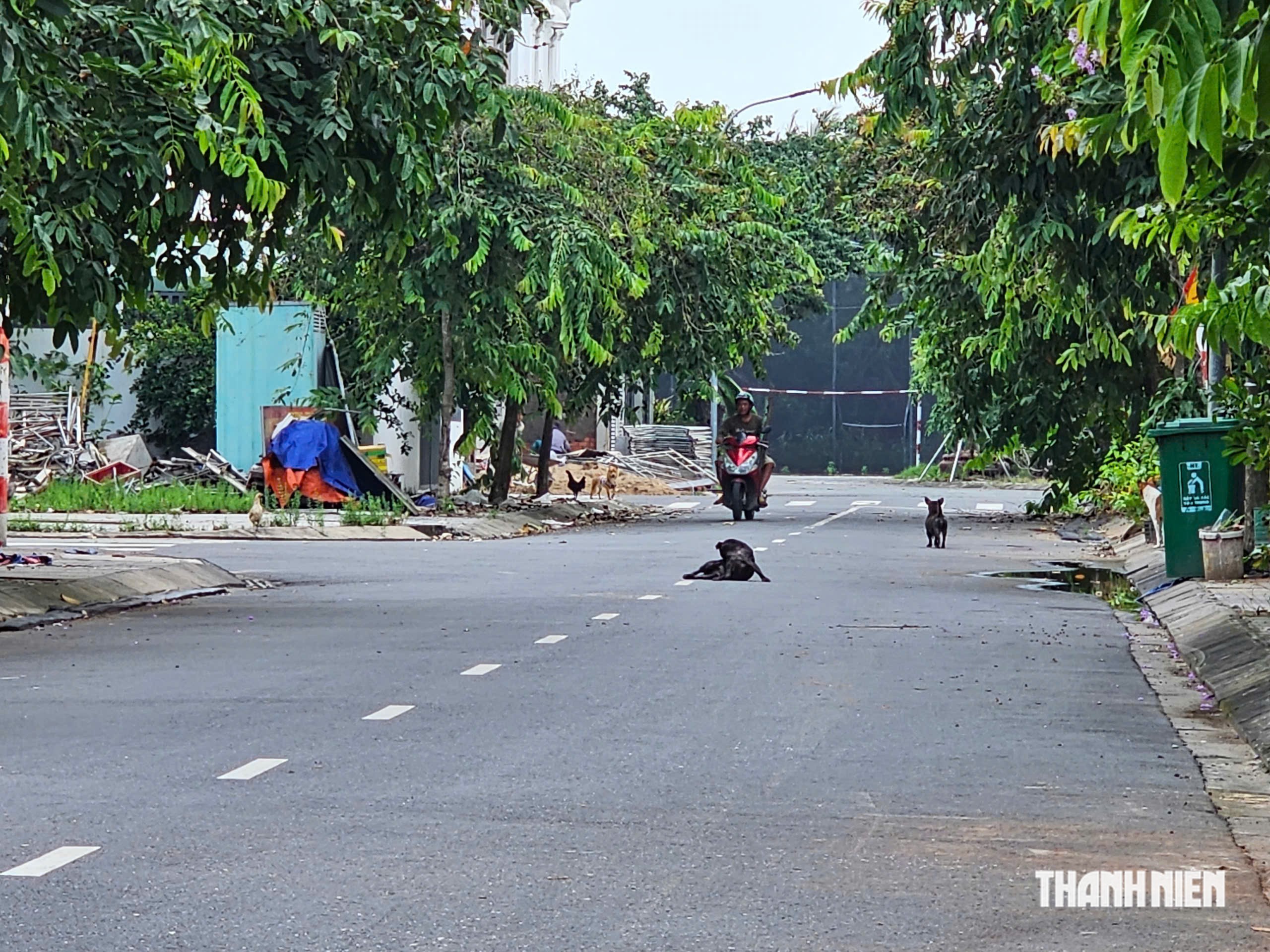 TP.HCM: Bất an v&igrave; nạn ch&oacute; thả r&ocirc;ng tại khu d&acirc;n cư C&aacute;t L&aacute;i - Ảnh 4.