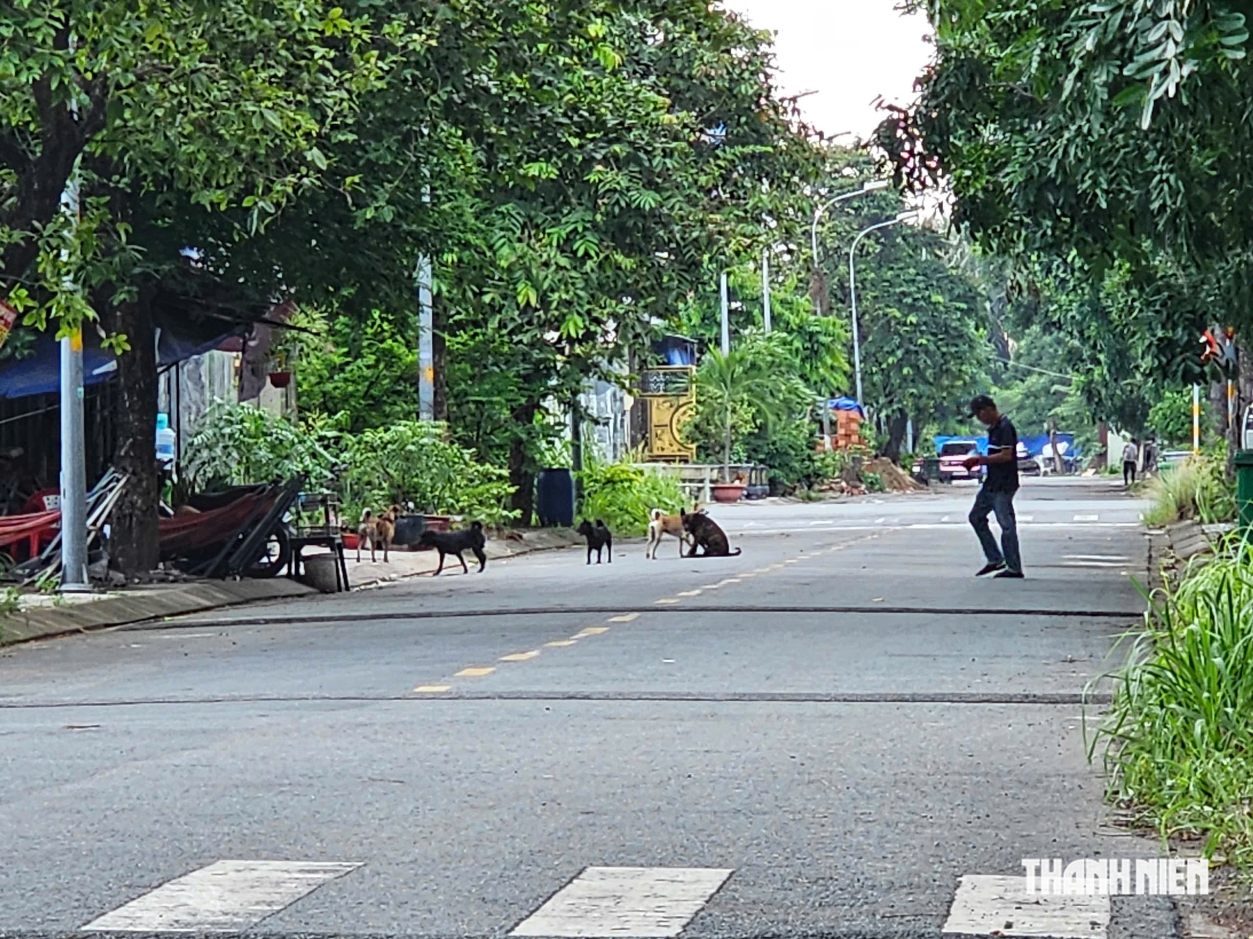 TP.HCM: Bất an v&igrave; nạn ch&oacute; thả r&ocirc;ng tại khu d&acirc;n cư C&aacute;t L&aacute;i - Ảnh 2.