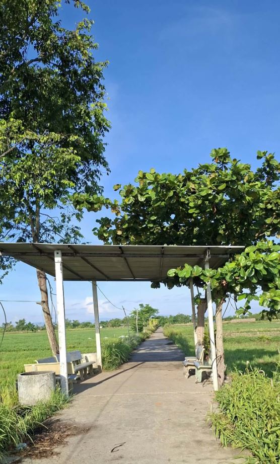 Ông Mỹ hết mình vì môi trường xanh - Ảnh 1.