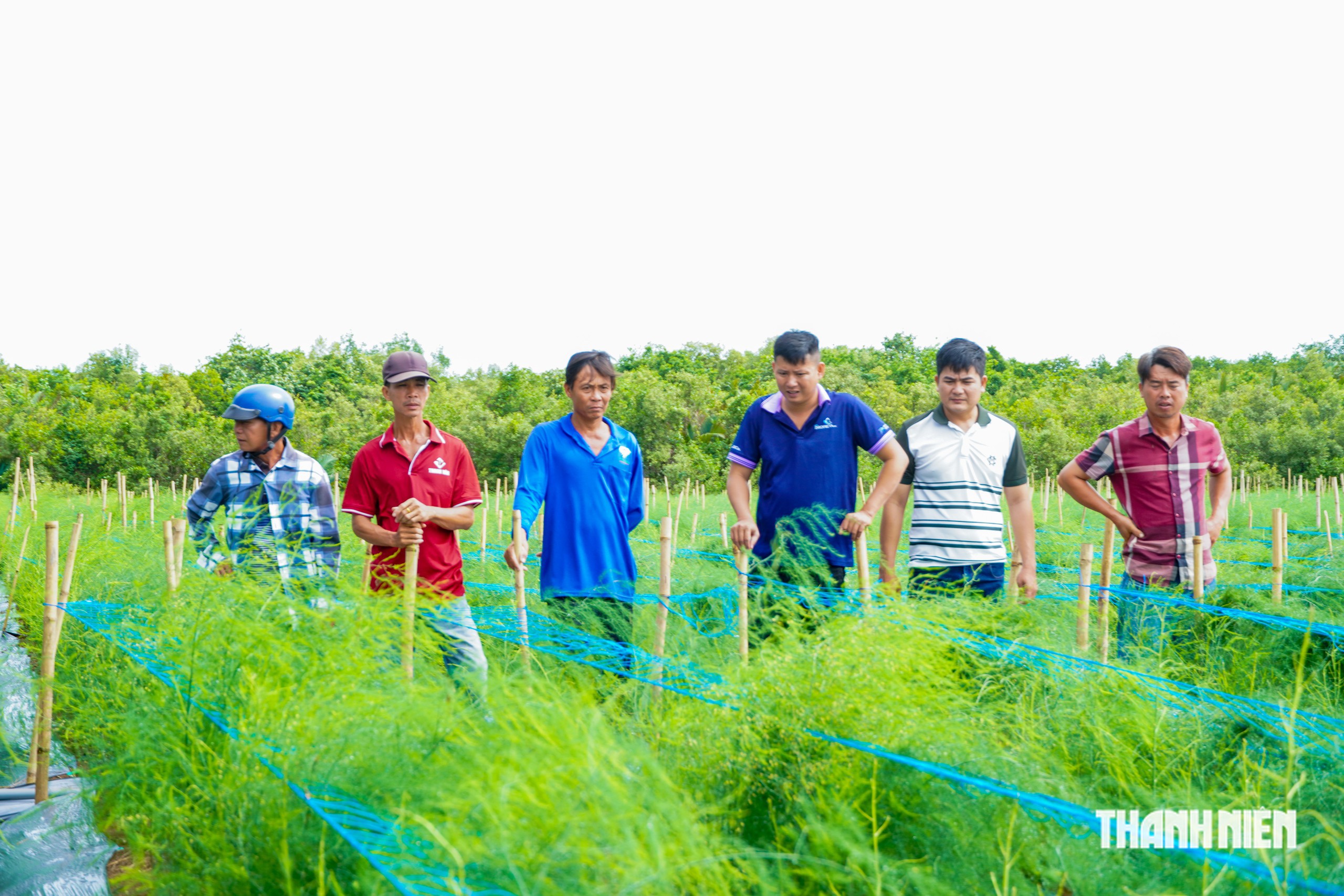 Trồng măng tây trên vùng cát ven biển, nông dân có tiền 'rủng rỉnh' mỗi ngày- Ảnh 1.