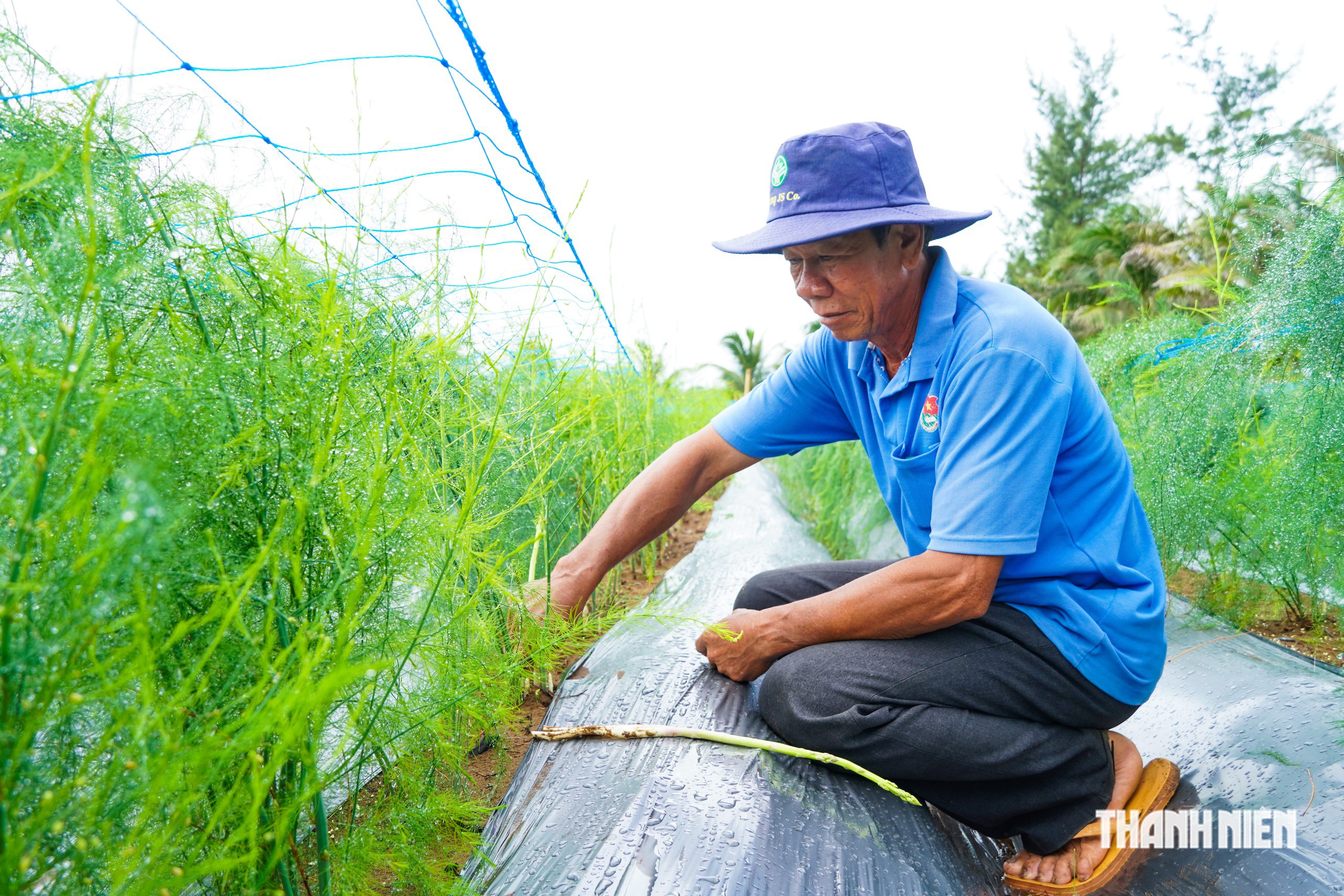 Trồng măng tây trên vùng cát ven biển, nông dân có tiền 'rủng rỉnh' mỗi ngày- Ảnh 2.