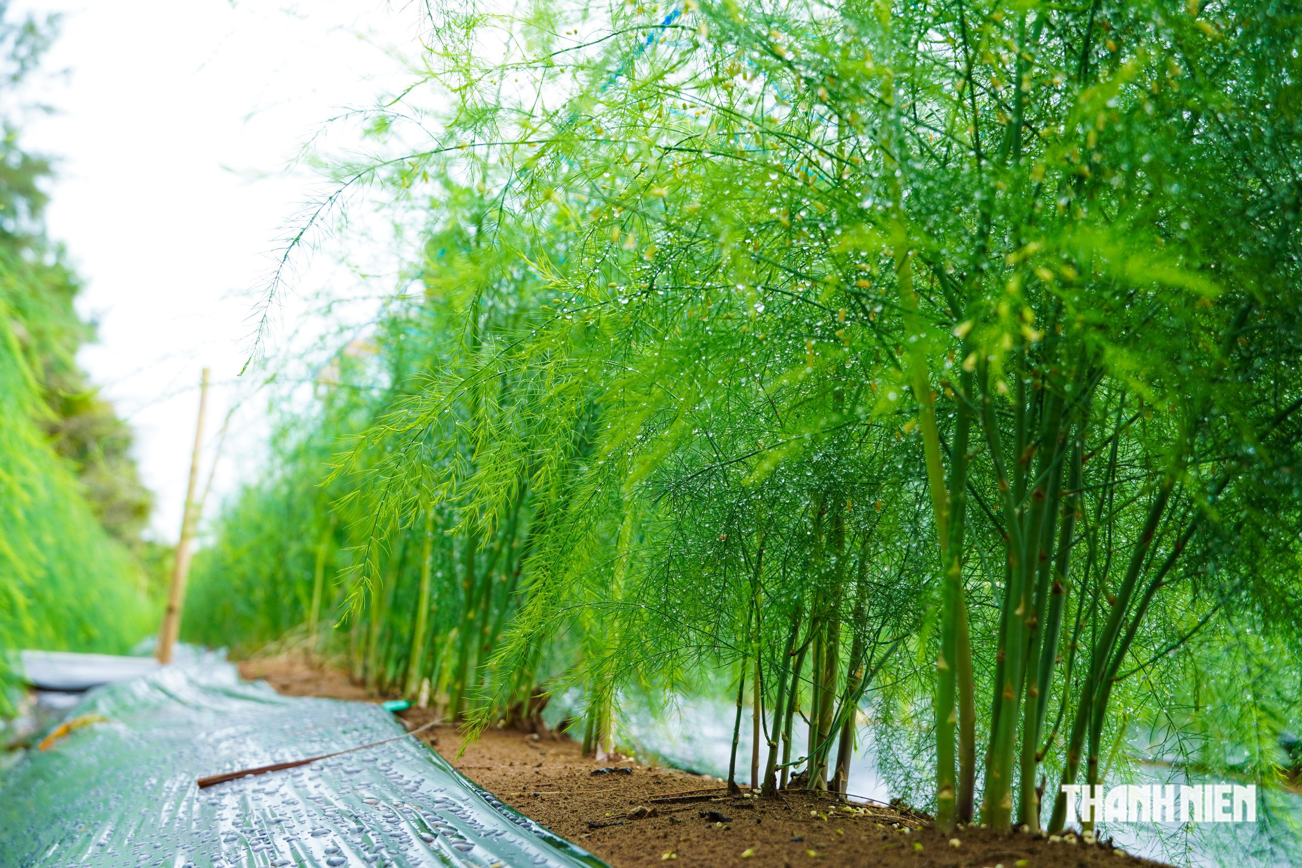 Trồng măng tây trên vùng cát ven biển, nông dân có tiền 'rủng rỉnh' mỗi ngày- Ảnh 3.