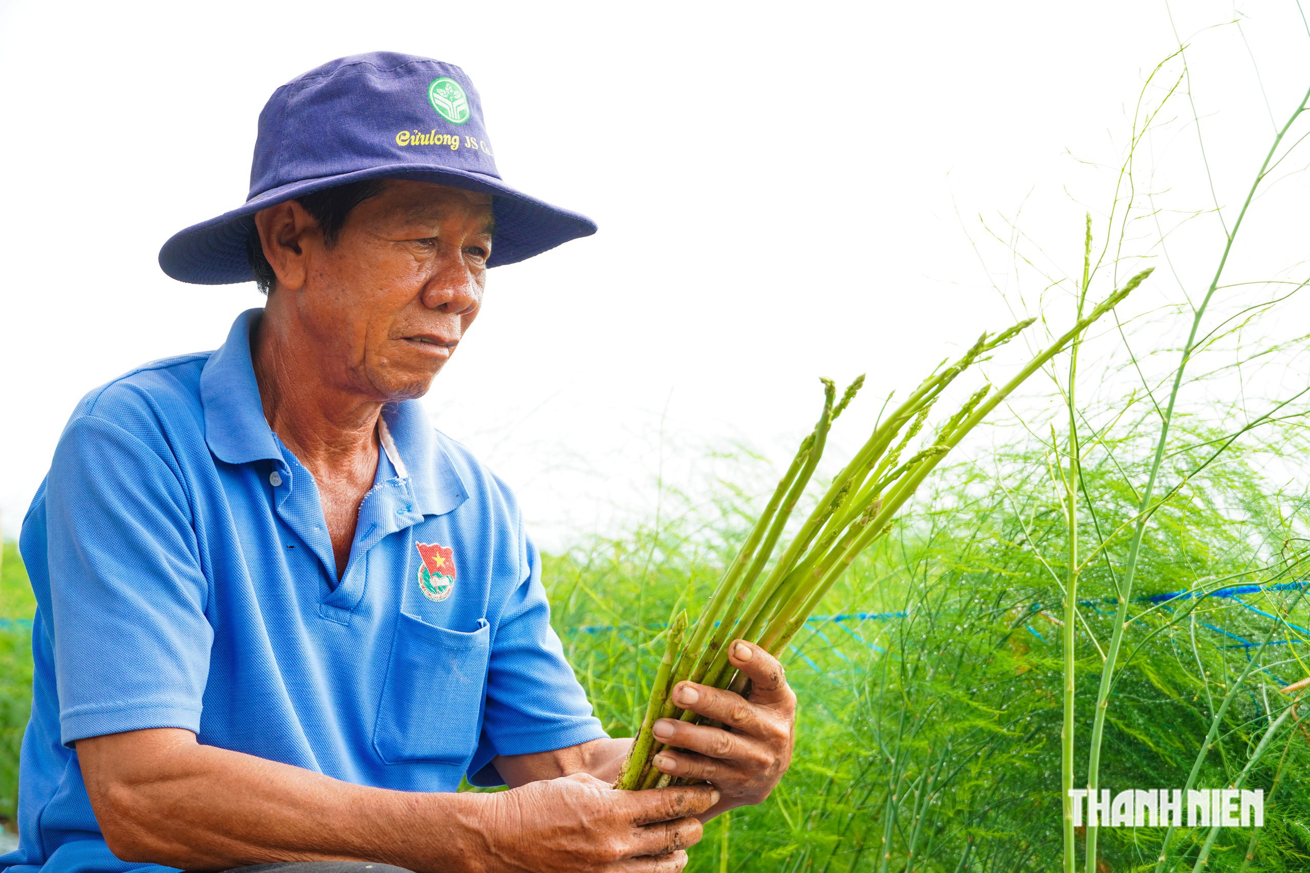 Trồng măng tây trên vùng cát ven biển, nông dân có tiền 'rủng rỉnh' mỗi ngày- Ảnh 5.
