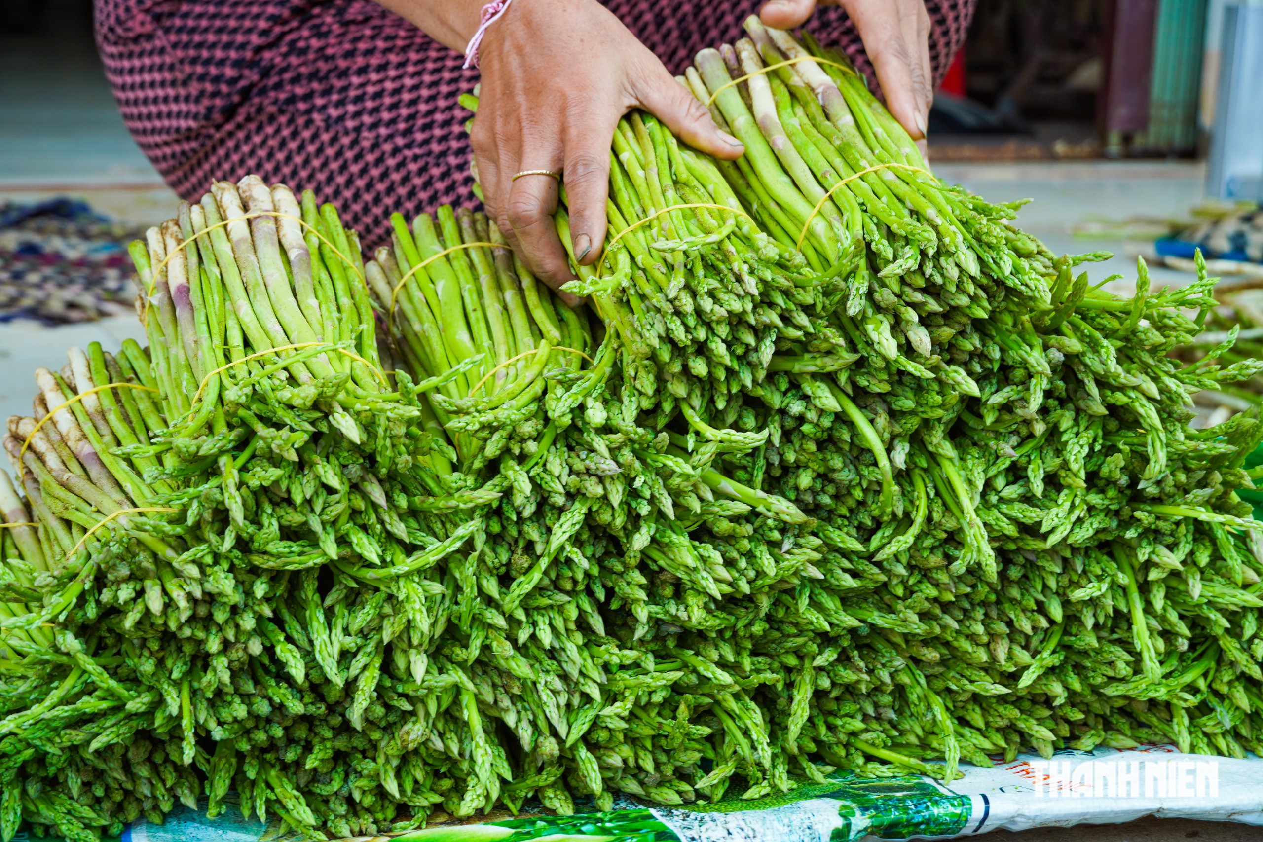 Trồng măng tây trên vùng cát ven biển, nông dân có tiền 'rủng rỉnh' mỗi ngày- Ảnh 7.