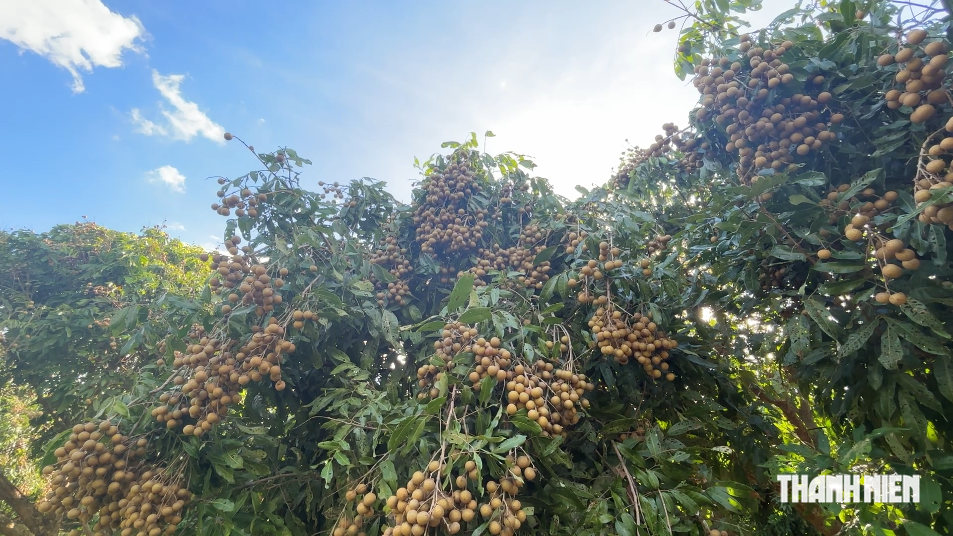 C&ugrave;ng sống xanh 161: Khi c&acirc;y nh&atilde;n hồi sinh, khỏe mạnh nhờ IMO  - Ảnh 2.