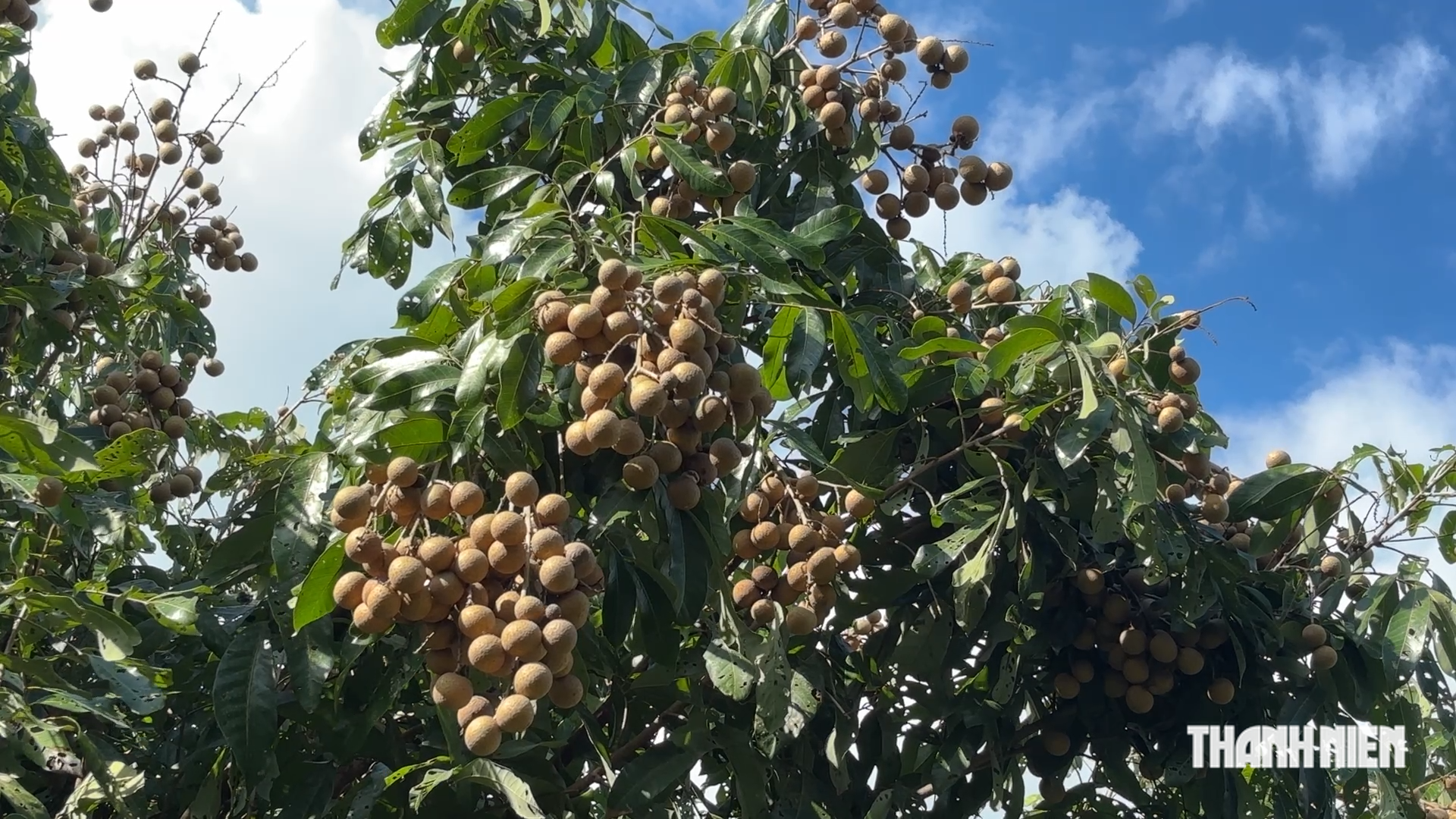 C&ugrave;ng sống xanh 161: Khi c&acirc;y nh&atilde;n hồi sinh, khỏe mạnh nhờ IMO  - Ảnh 1.