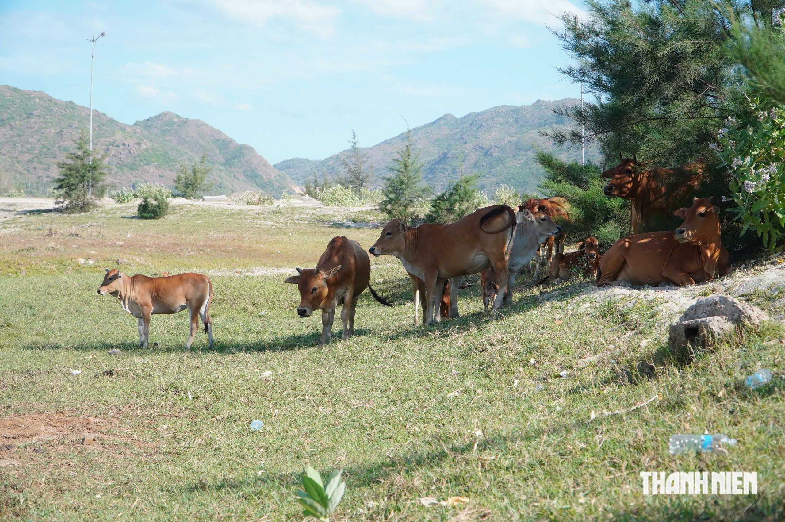 'Bất lực' trước tình trạng trâu, bò thả rông ở Khu kinh tế Nhơn Hội?- Ảnh 2.
